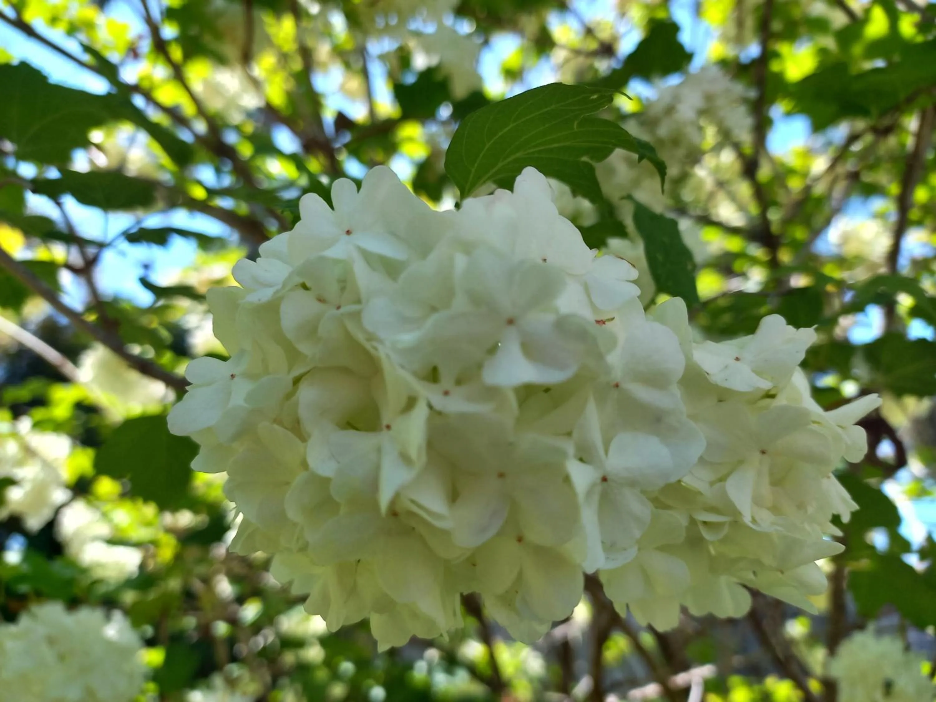 Garden in Lakes Entrance Holiday Units