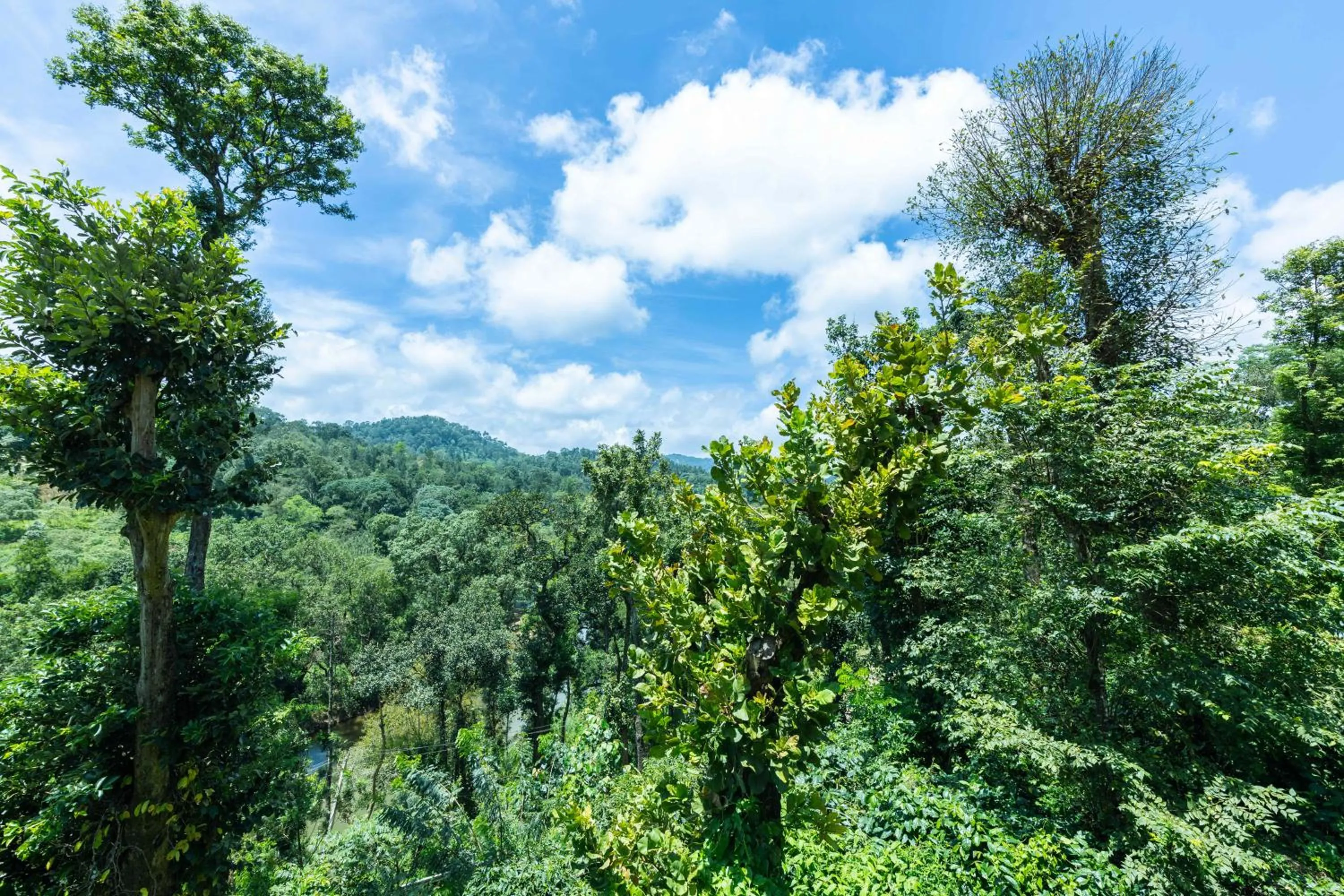 View (from property/room) in Treebo River View