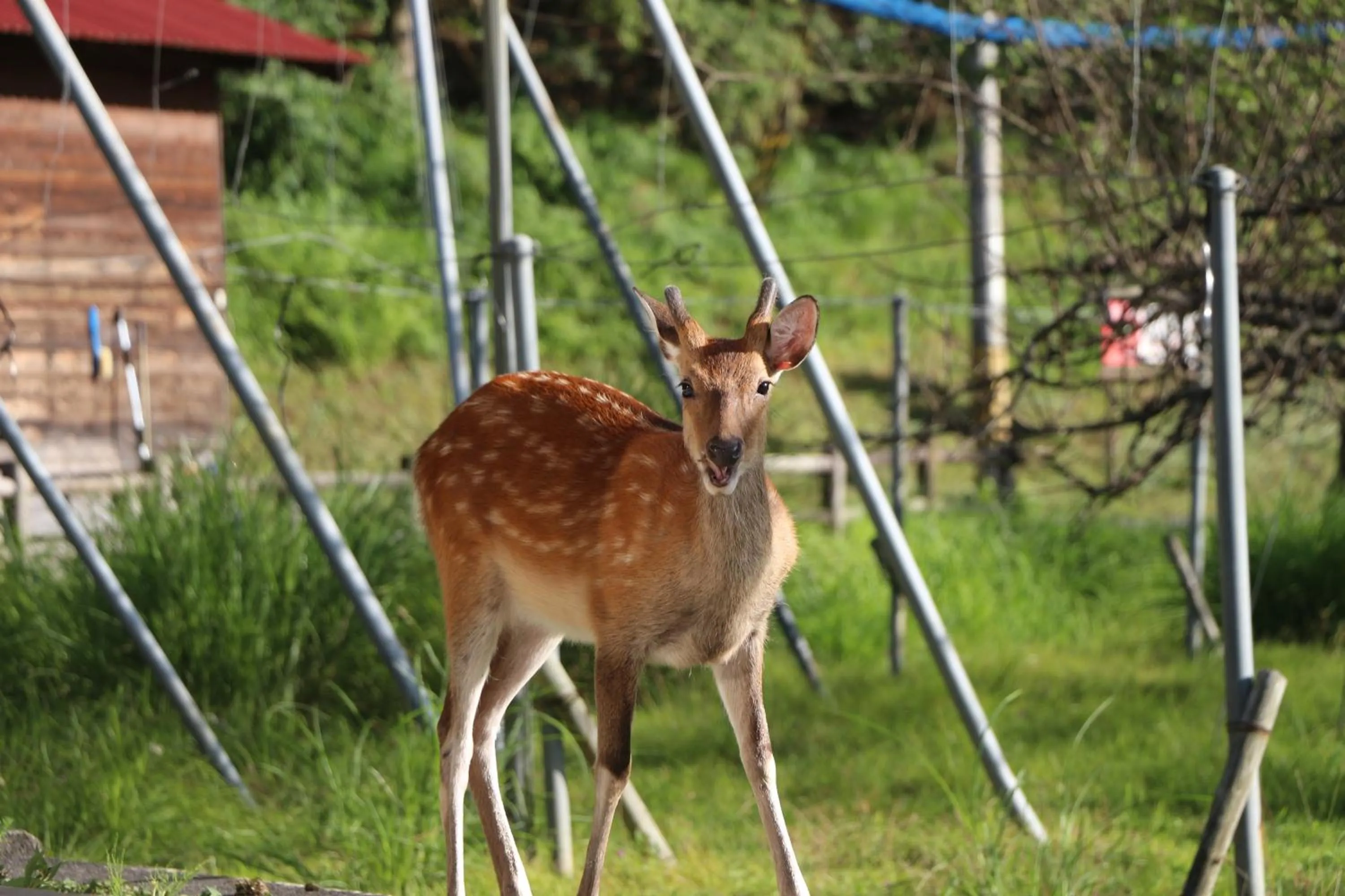Animals in Miyama Nature and Culture Village Kajikaso