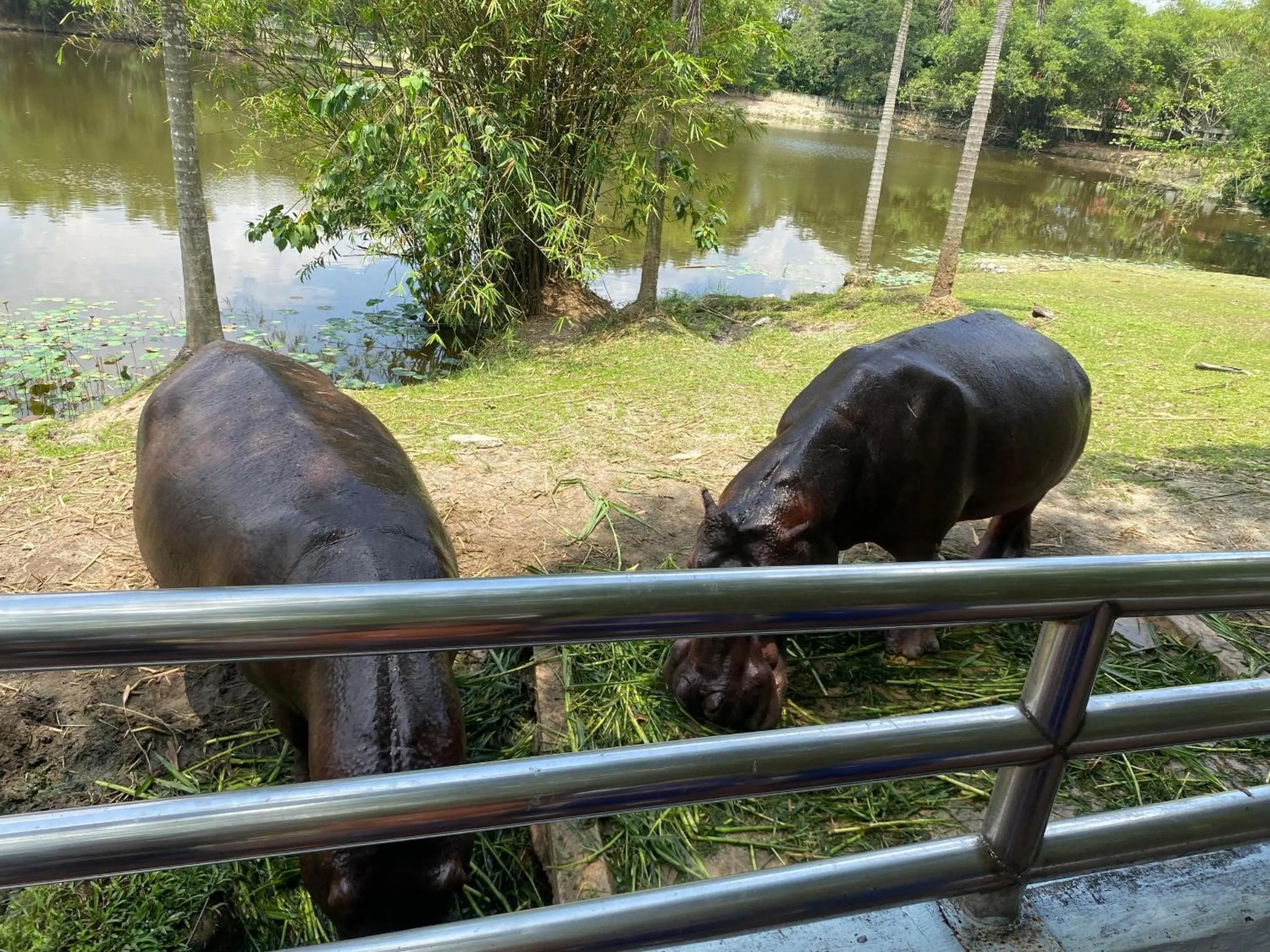 Animals in SplashMania Gamuda Cove