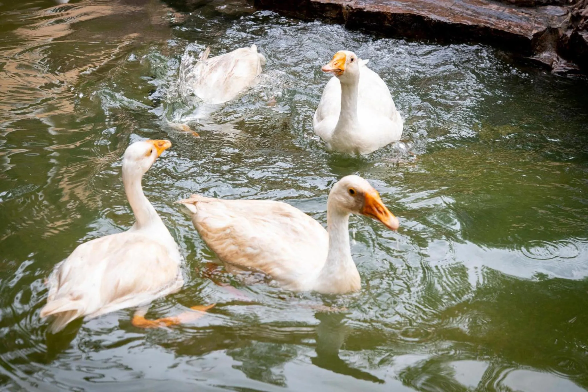 Day in Hotel Sadhabishegam