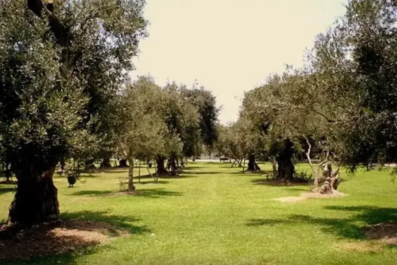 Twin Room in B&B El Olivar Twin Room in B&B El Olivar