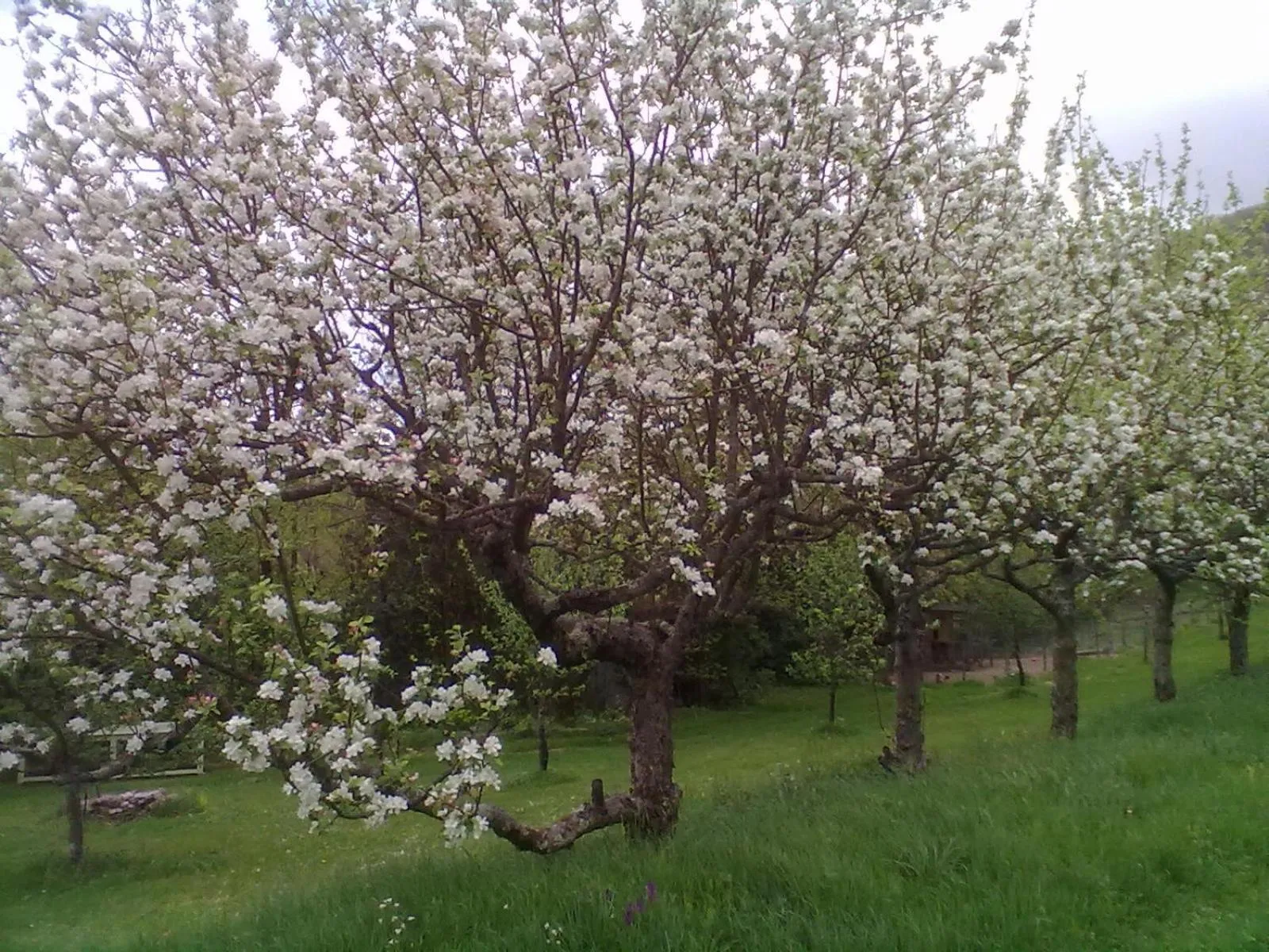 Garden in La Hulotte