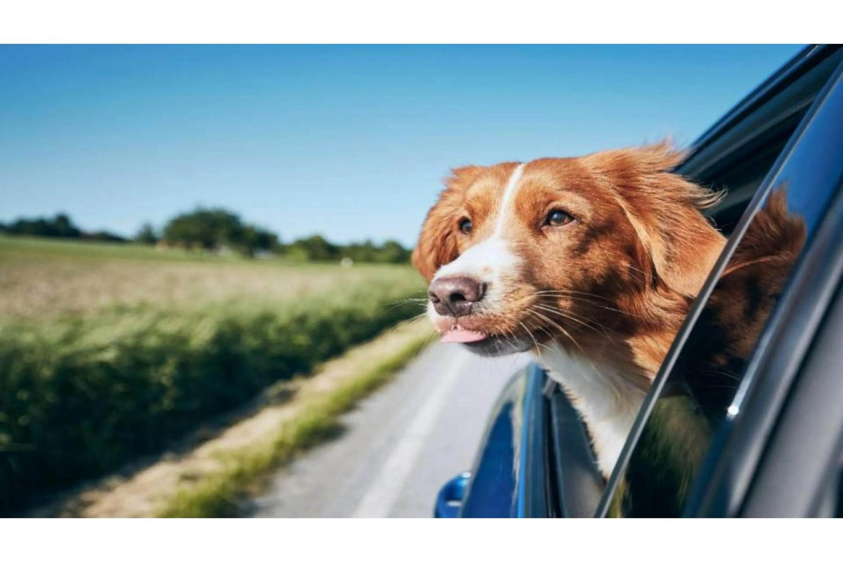 pet friendly in Studio 6 Suites Tucson, AZ Airport Kino Sports Complex