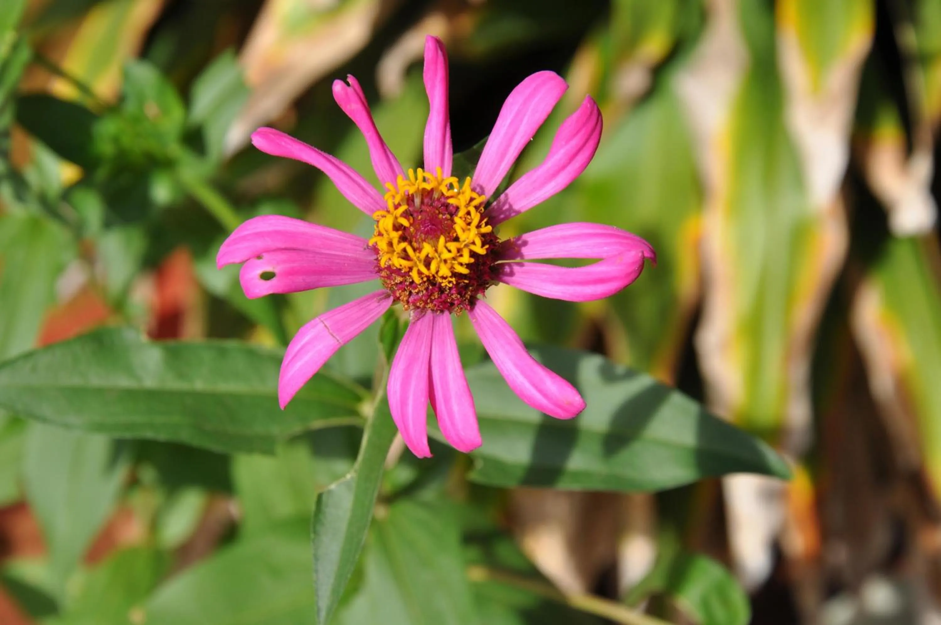 Garden in AKR Hotel Kilinochchi