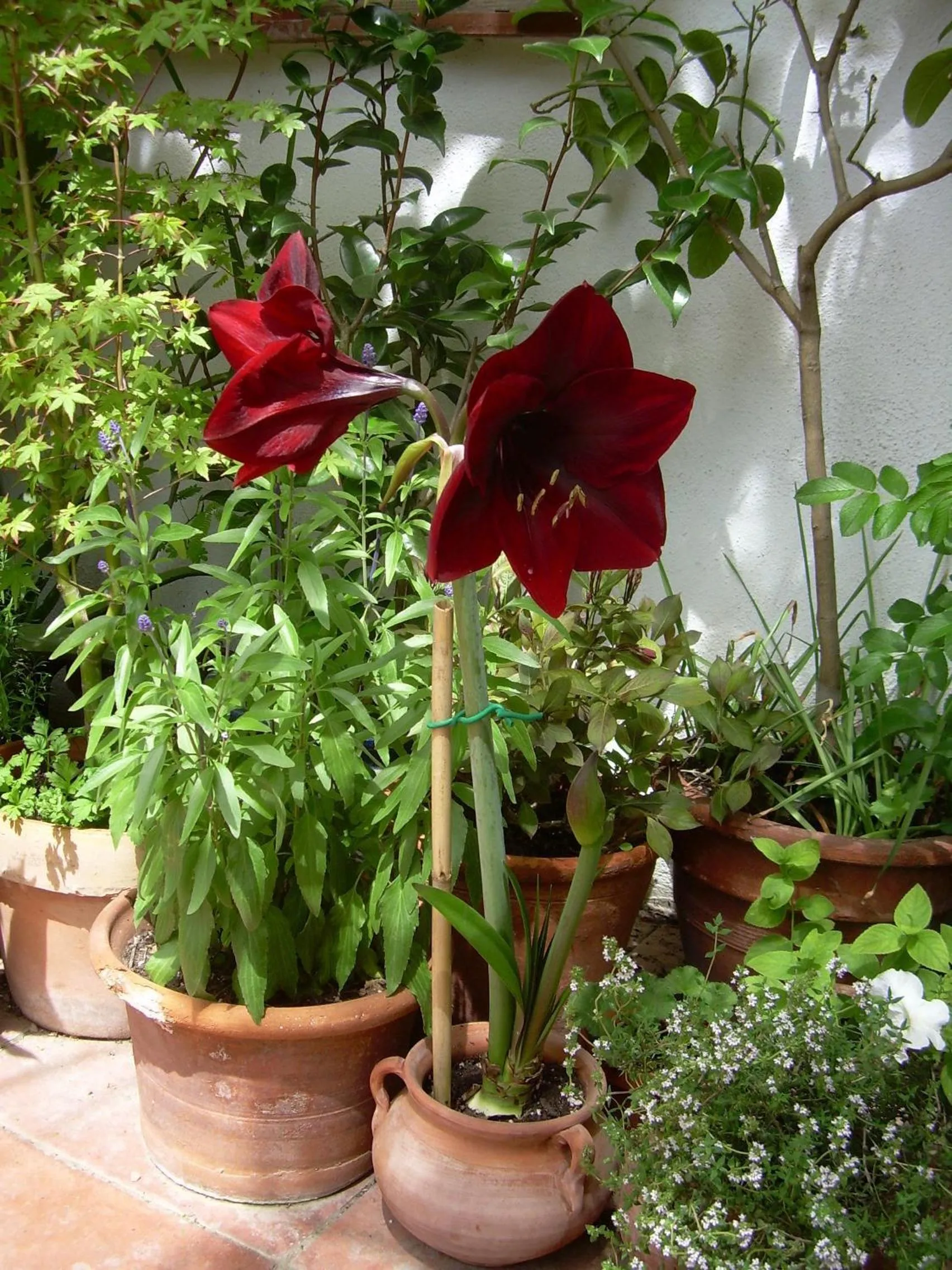 Garden in River Ebro Holidays