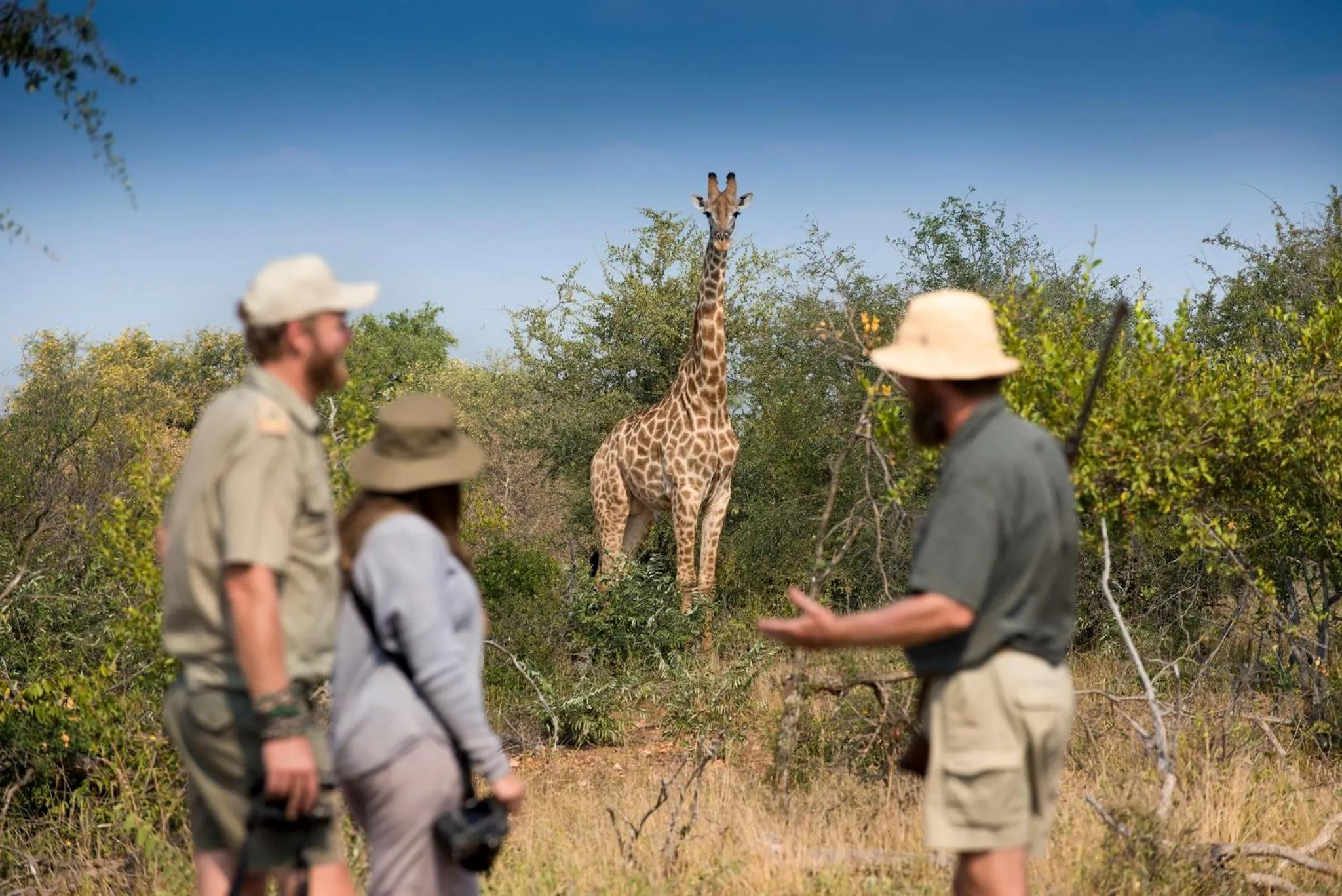 Animals in Makumu Private Game Lodge