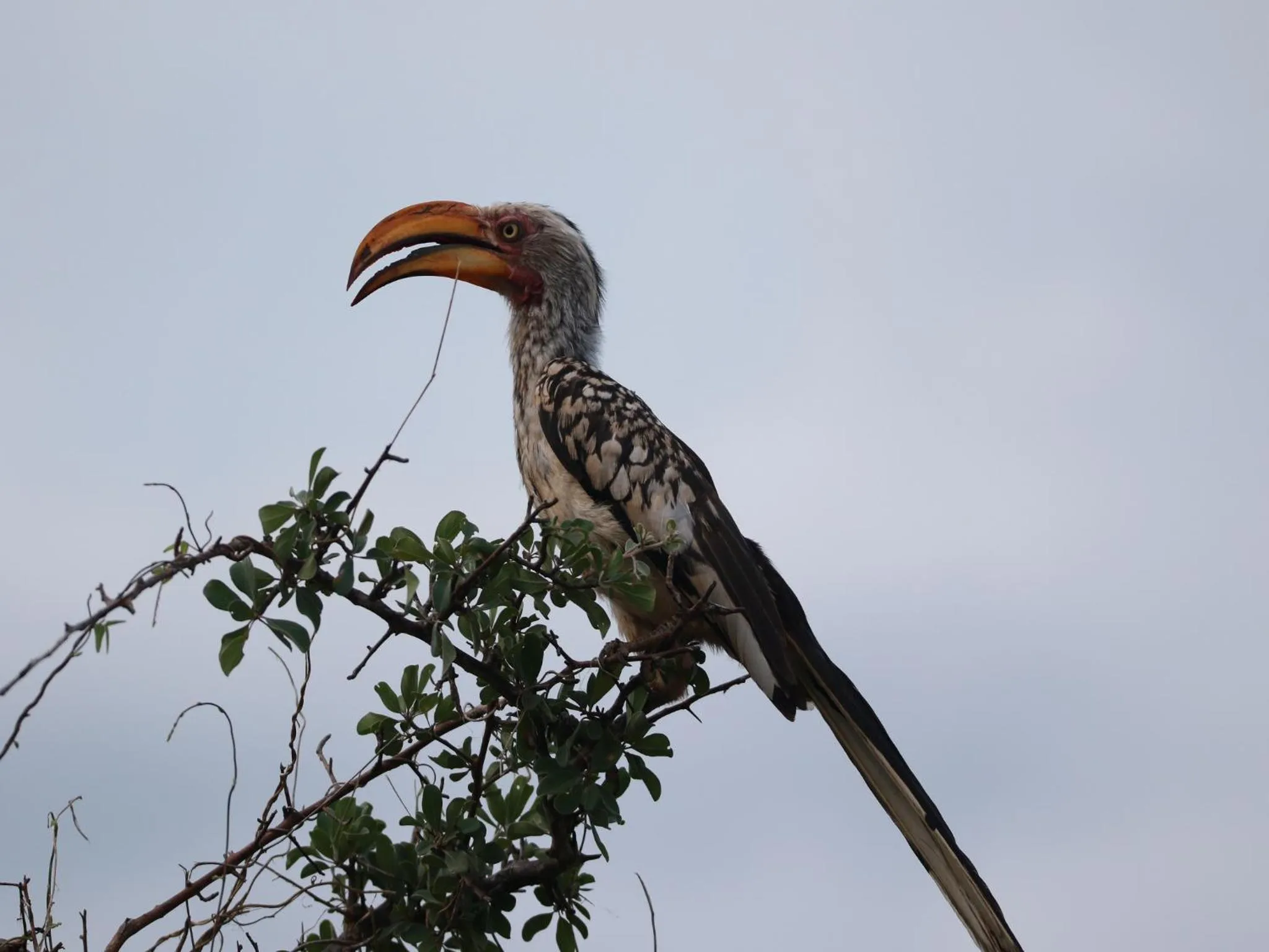 Natural landscape in Makumu Private Game Lodge