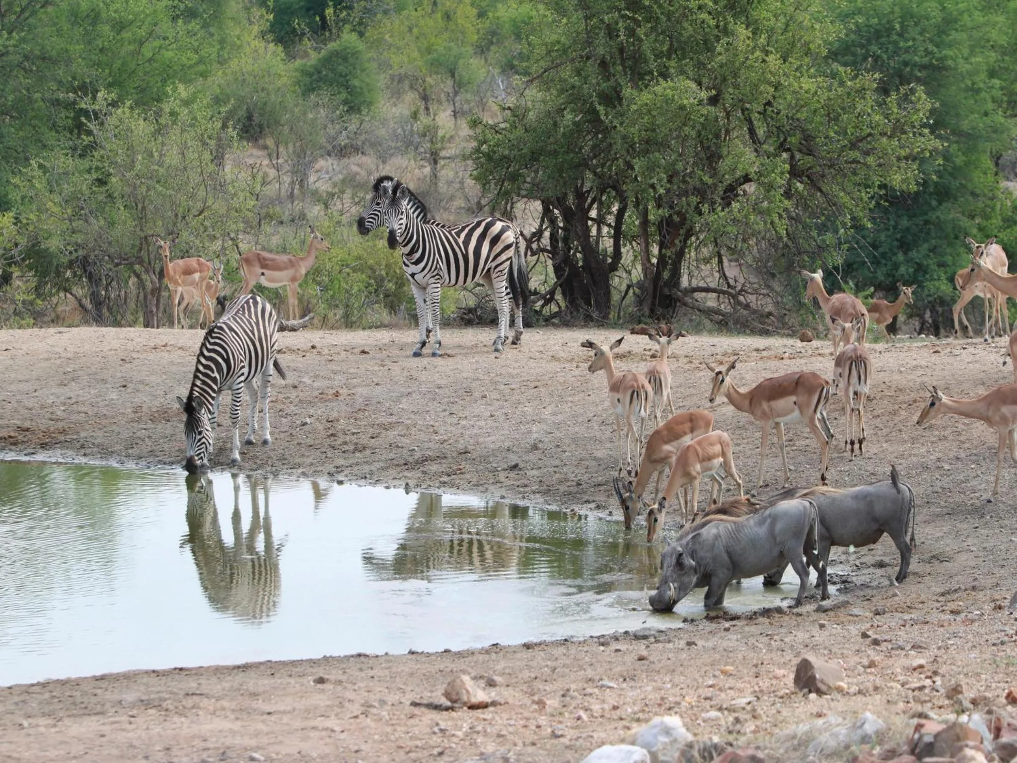Natural landscape in Makumu Private Game Lodge