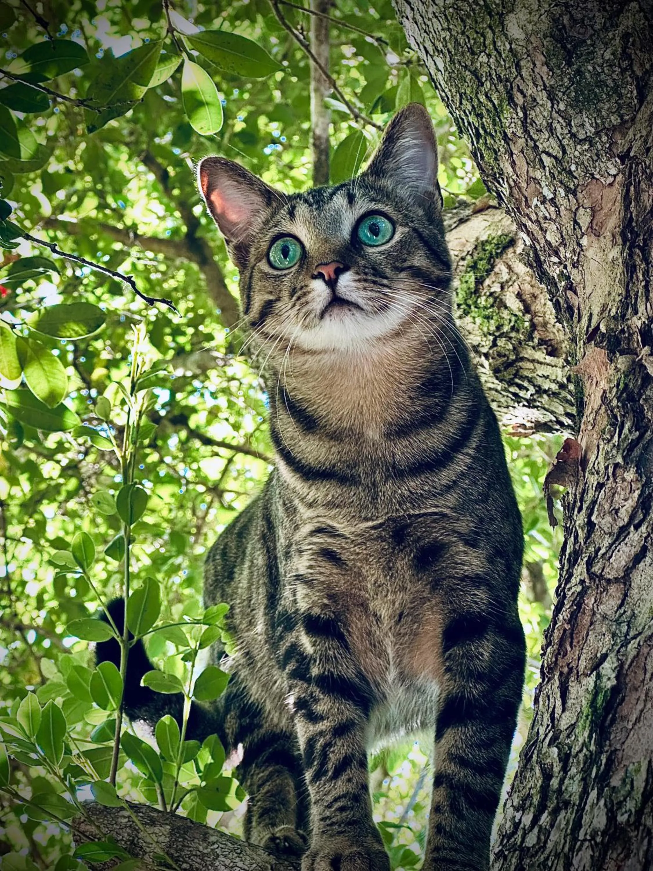 Pets in Edenbrook Country Manor