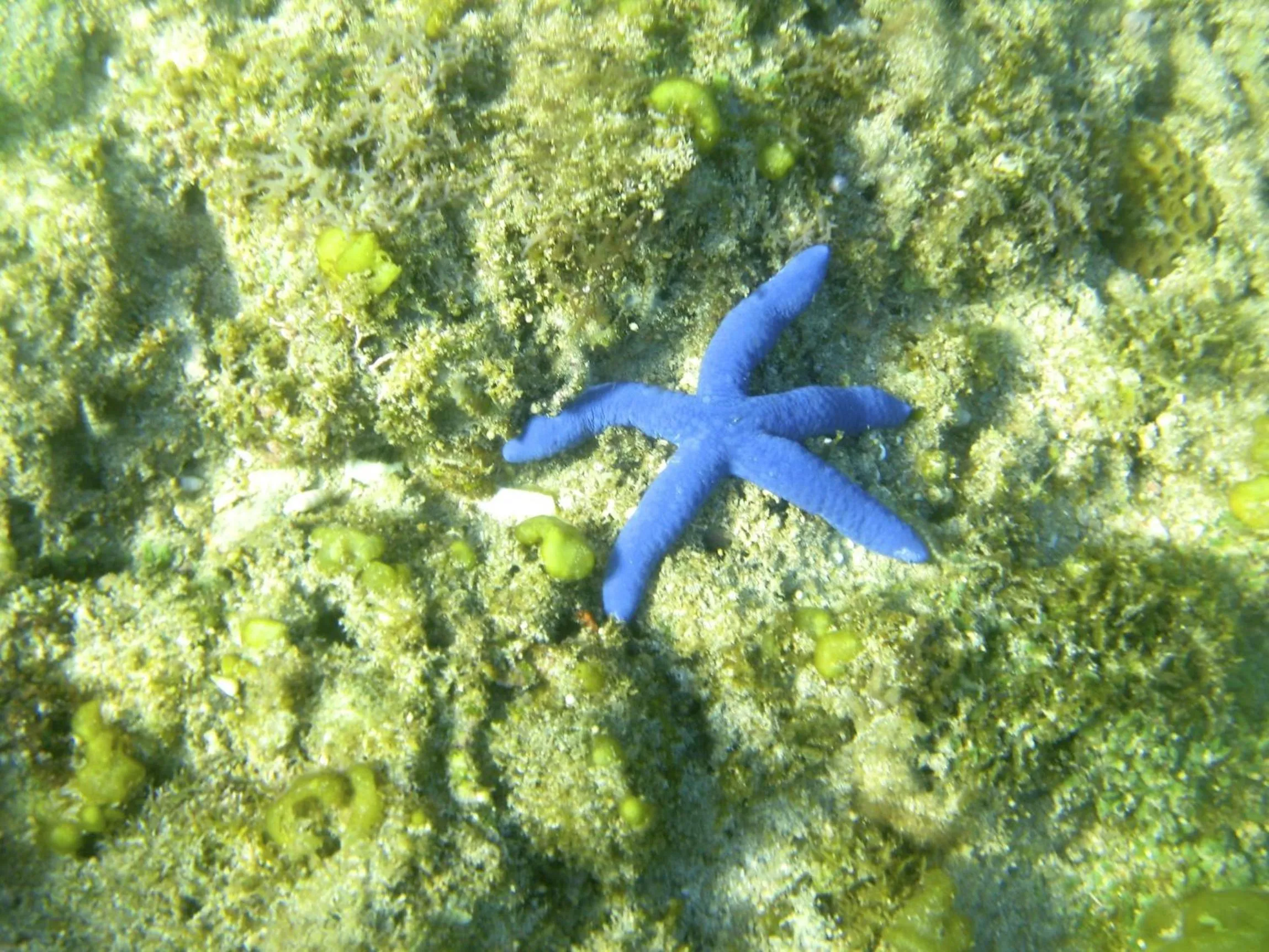 Snorkeling in Blue Seastar Cottages