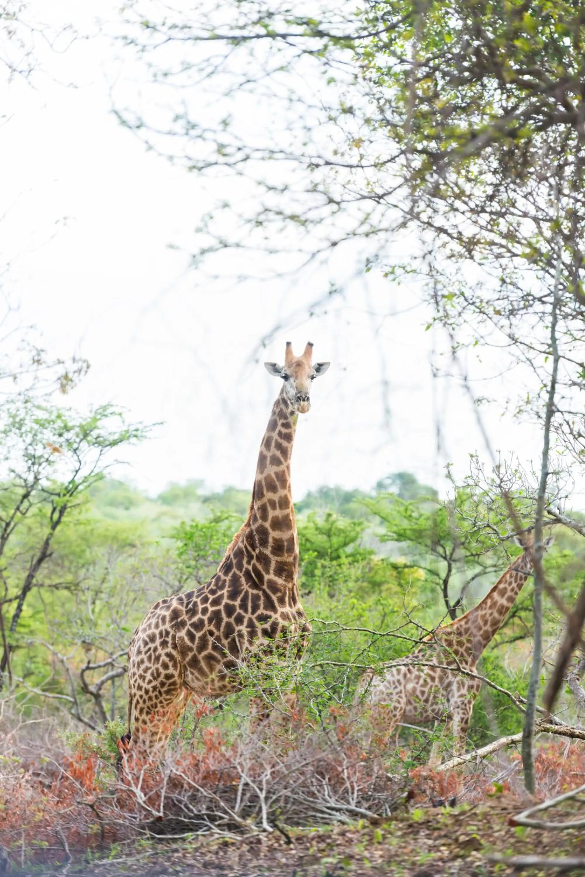 Animals in AM Lodge - Hoedspruit