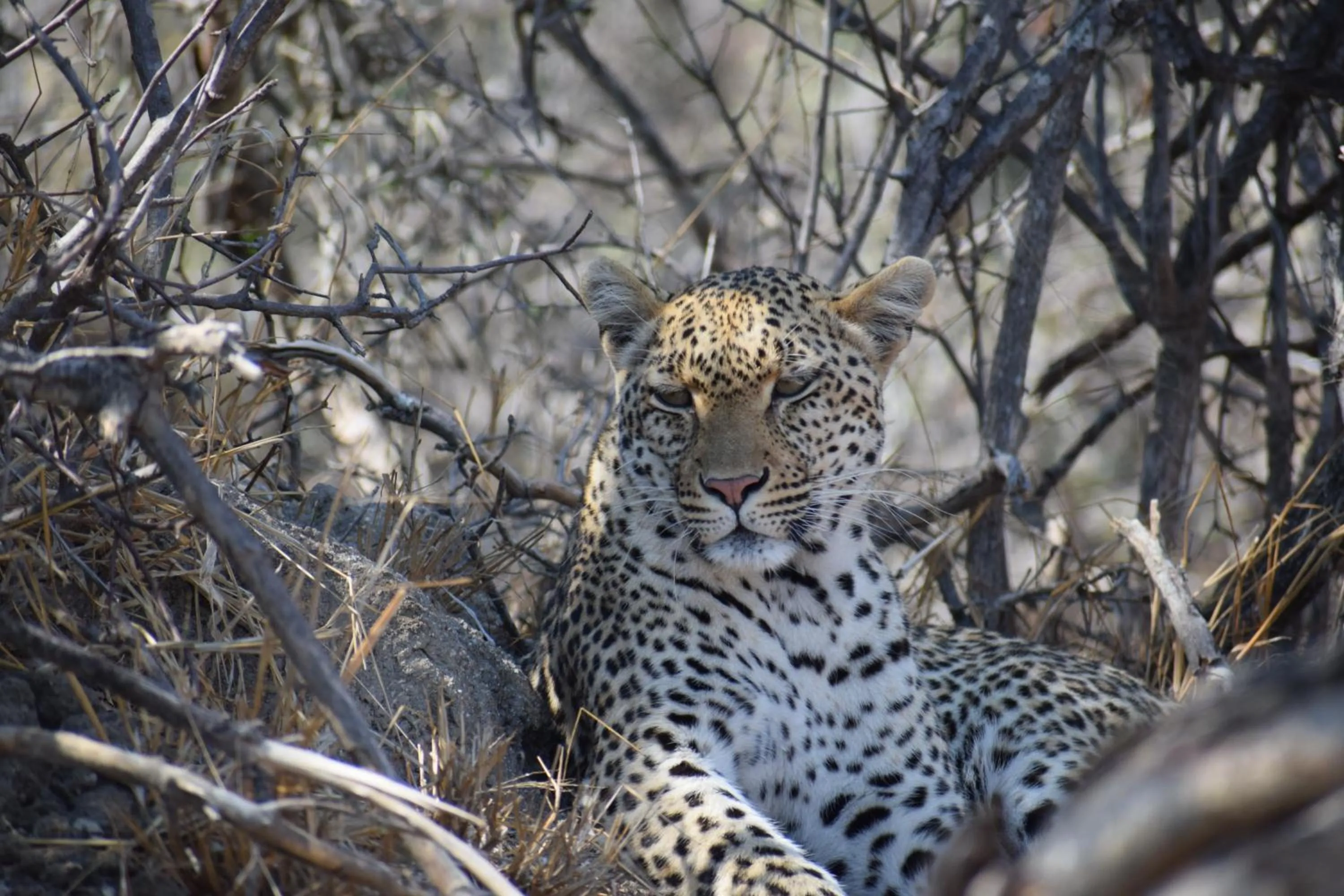 Animals in AM Lodge - Hoedspruit