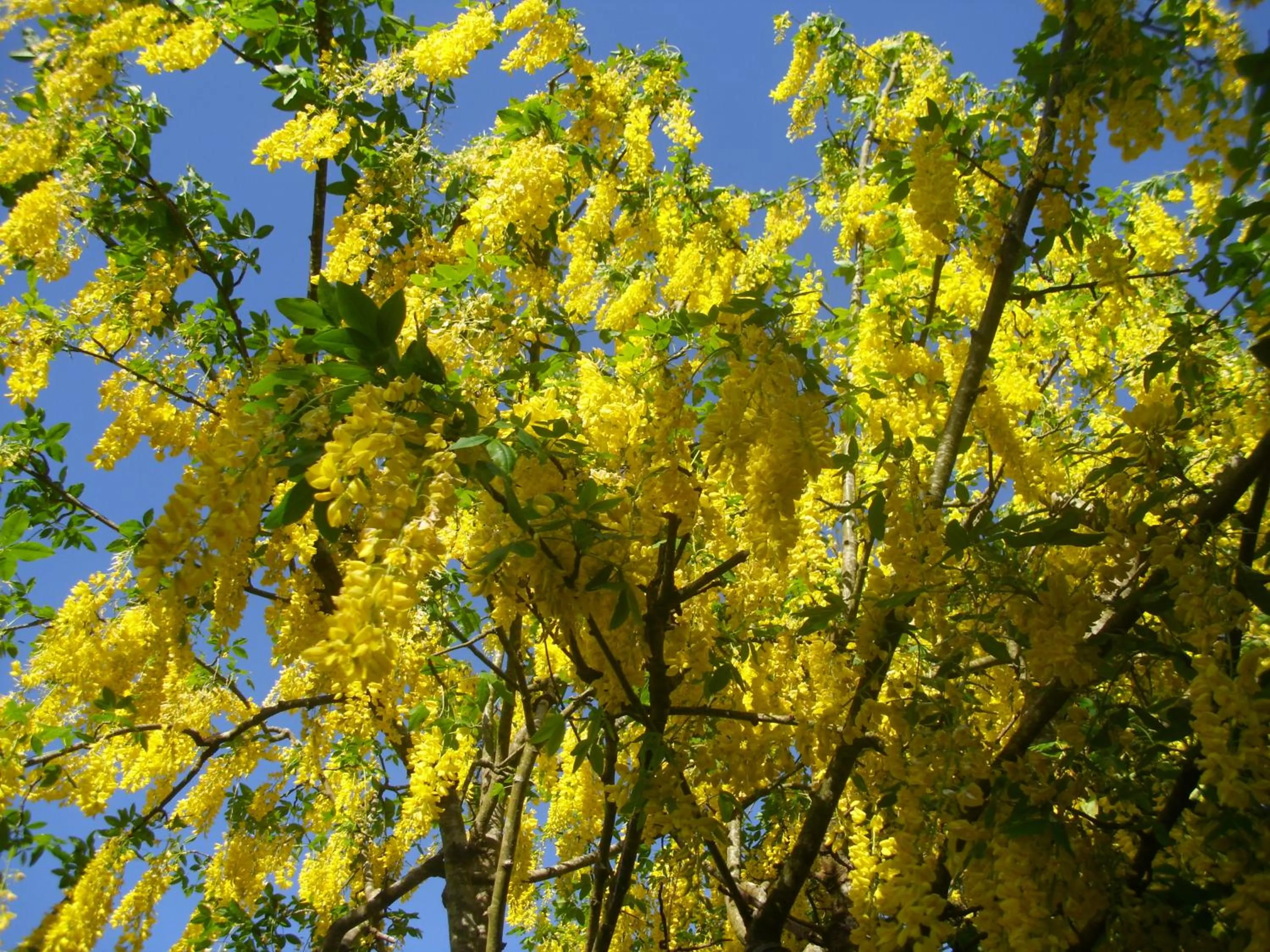 Other in Laburnum B&B