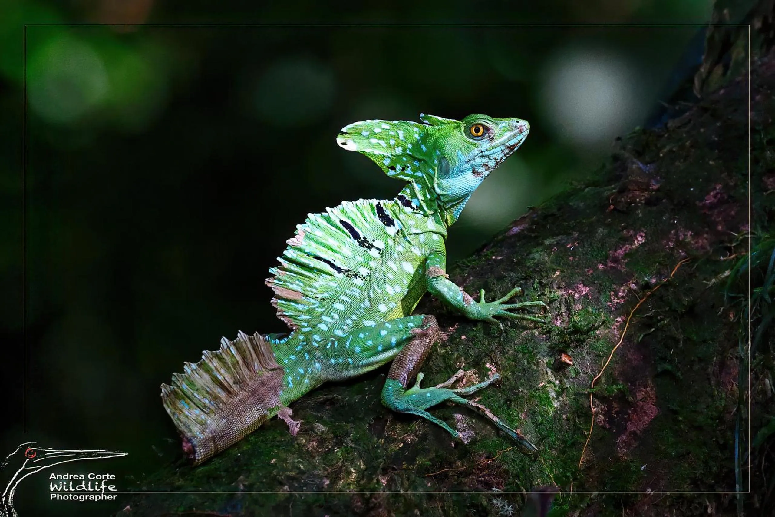 Natural landscape in Hotel de Campo Caño Negro