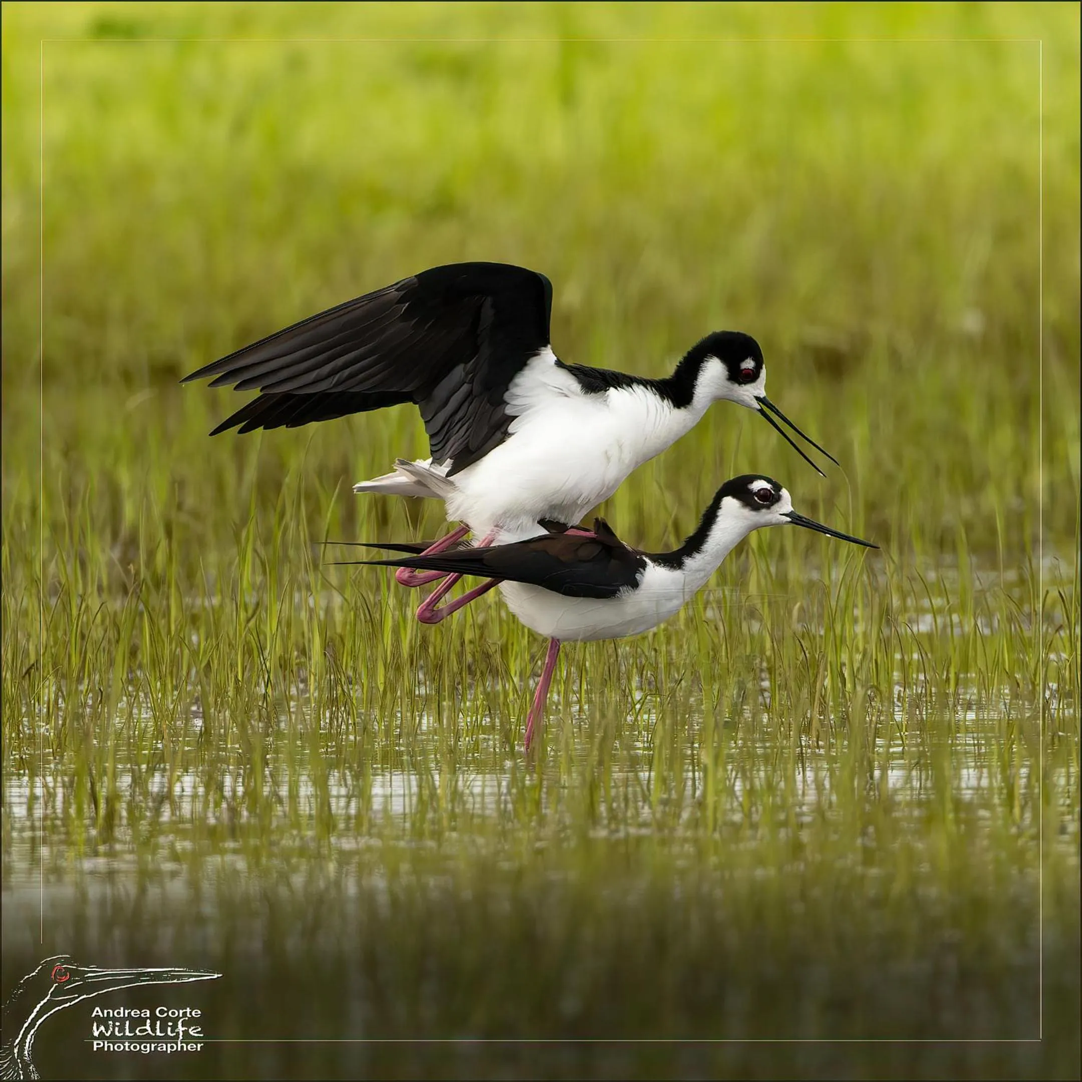 Activities in Hotel de Campo Caño Negro