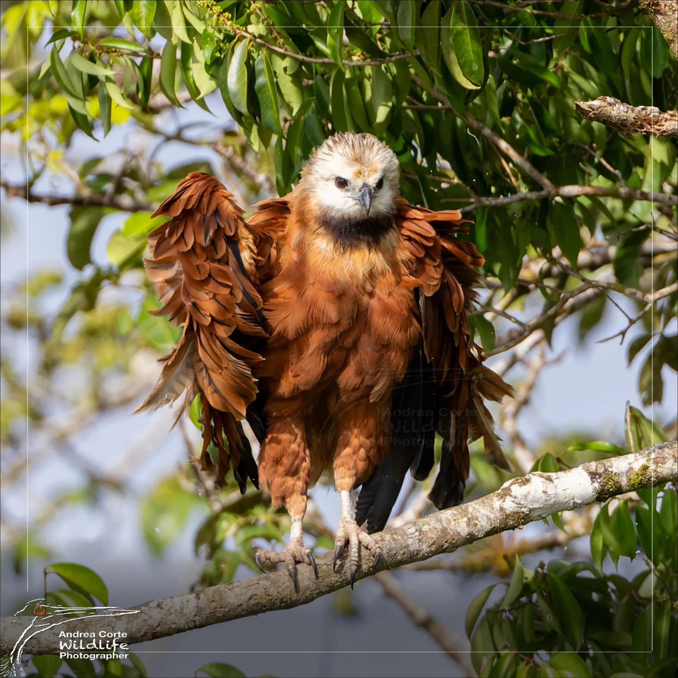 Activities in Hotel de Campo Caño Negro