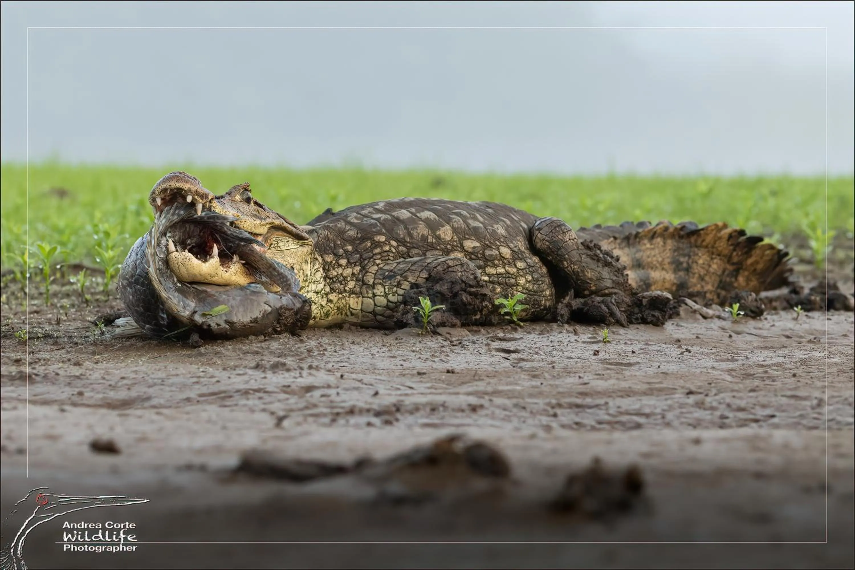 Activities in Hotel de Campo Caño Negro