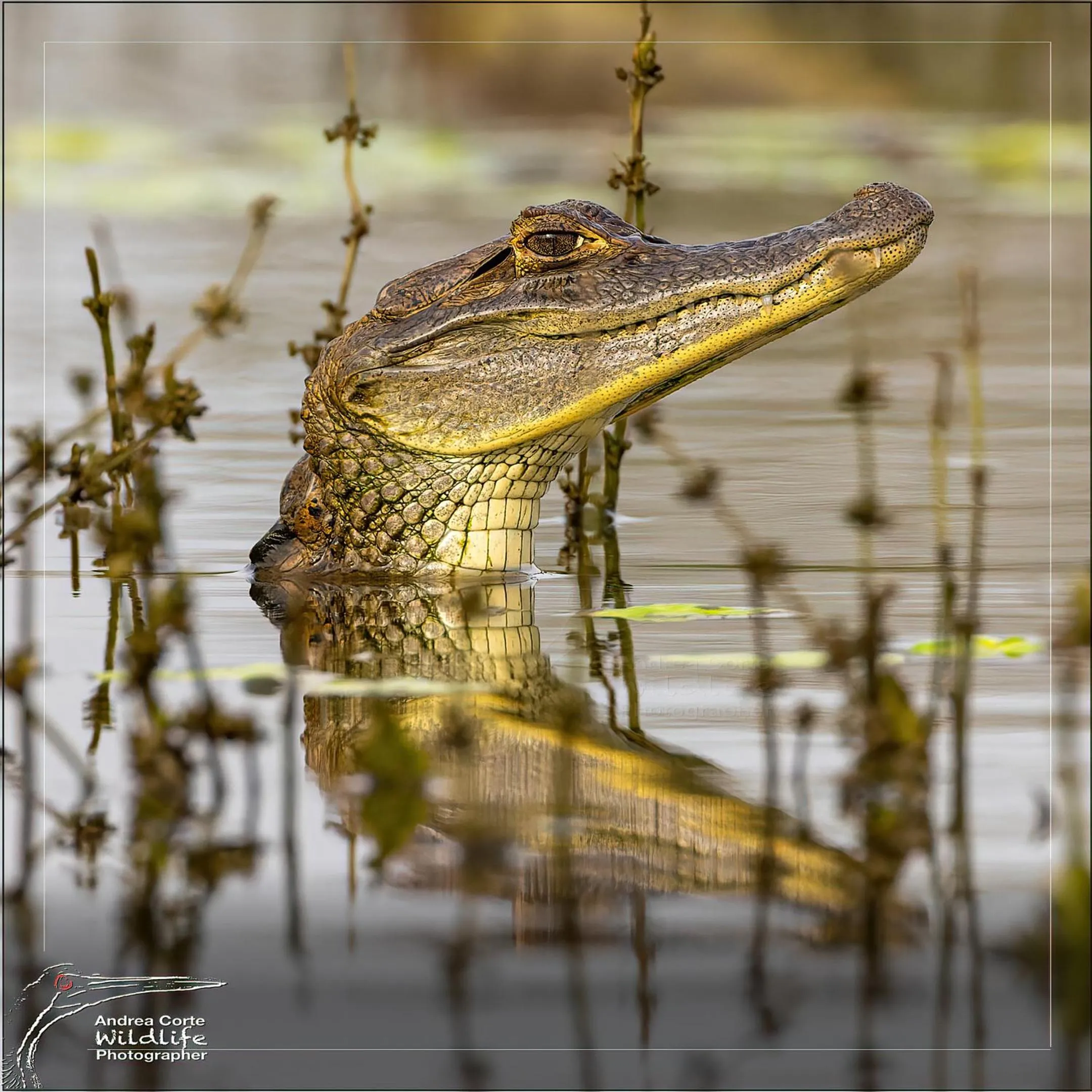 Natural landscape in Hotel de Campo Caño Negro