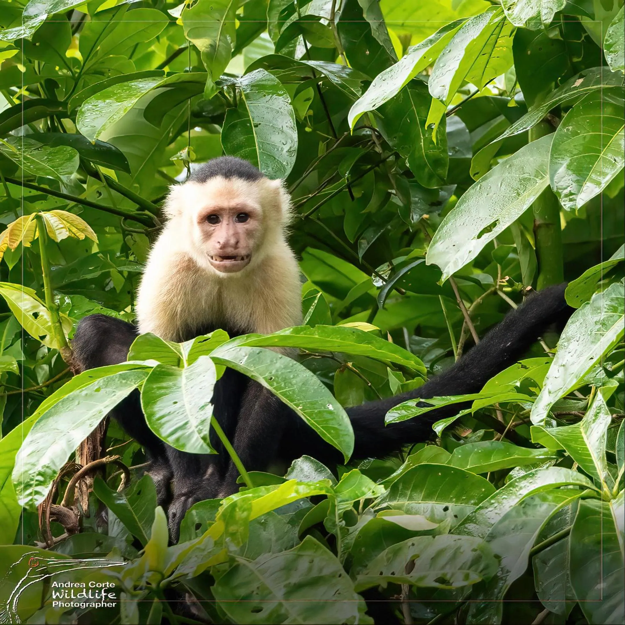 Natural landscape in Hotel de Campo Caño Negro