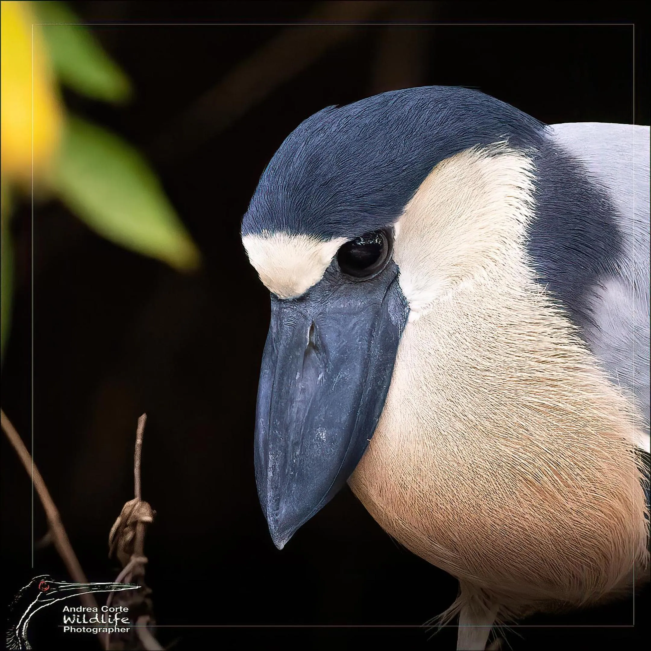 Activities in Hotel de Campo Caño Negro