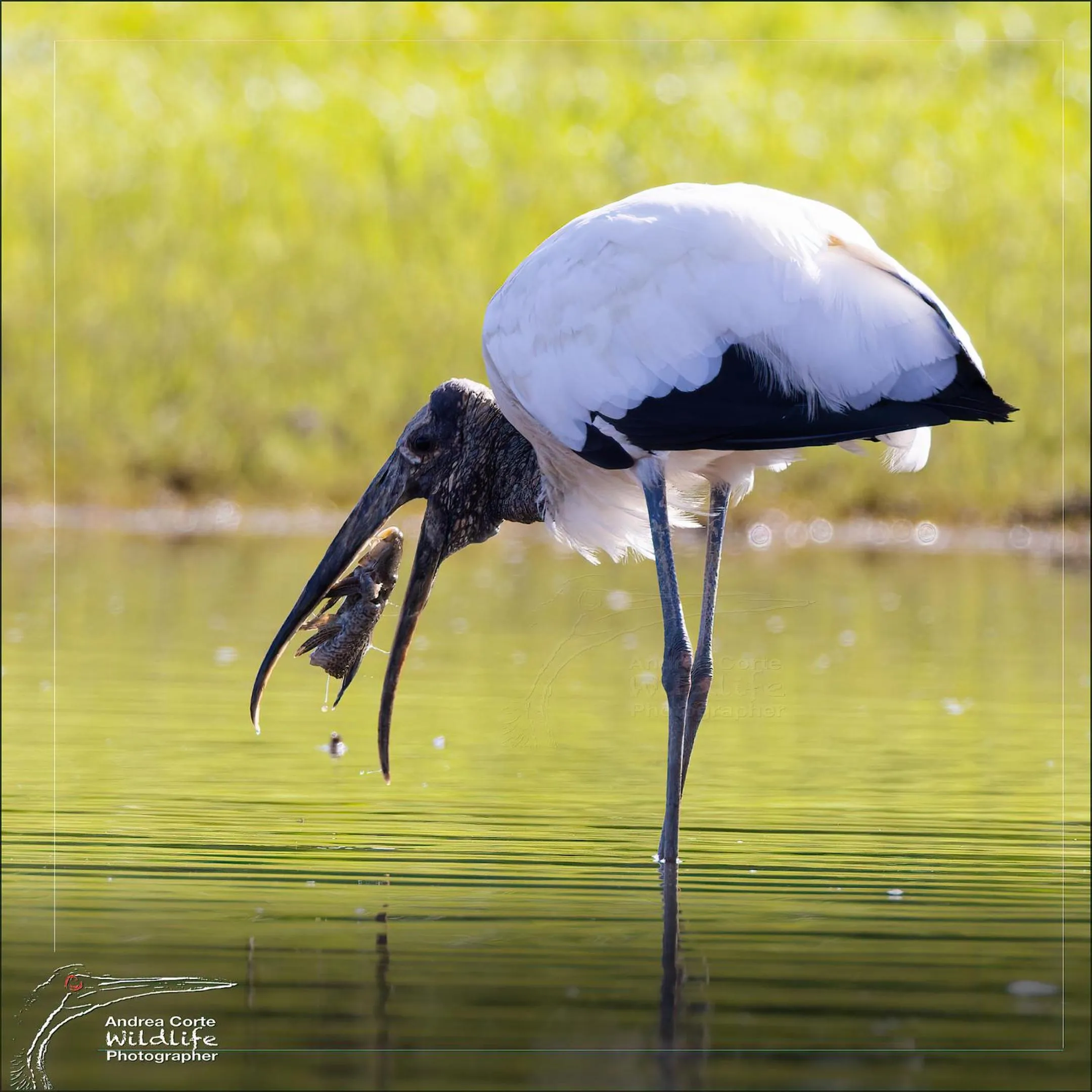 Activities in Hotel de Campo Caño Negro