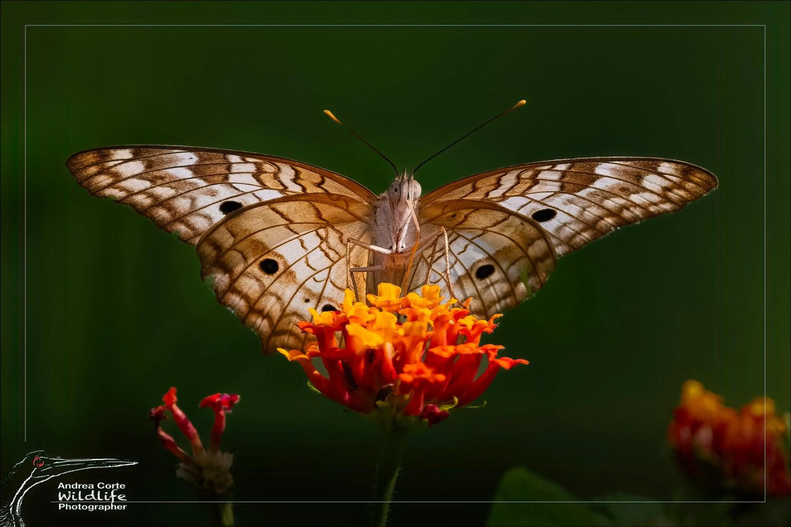 Activities in Hotel de Campo Caño Negro