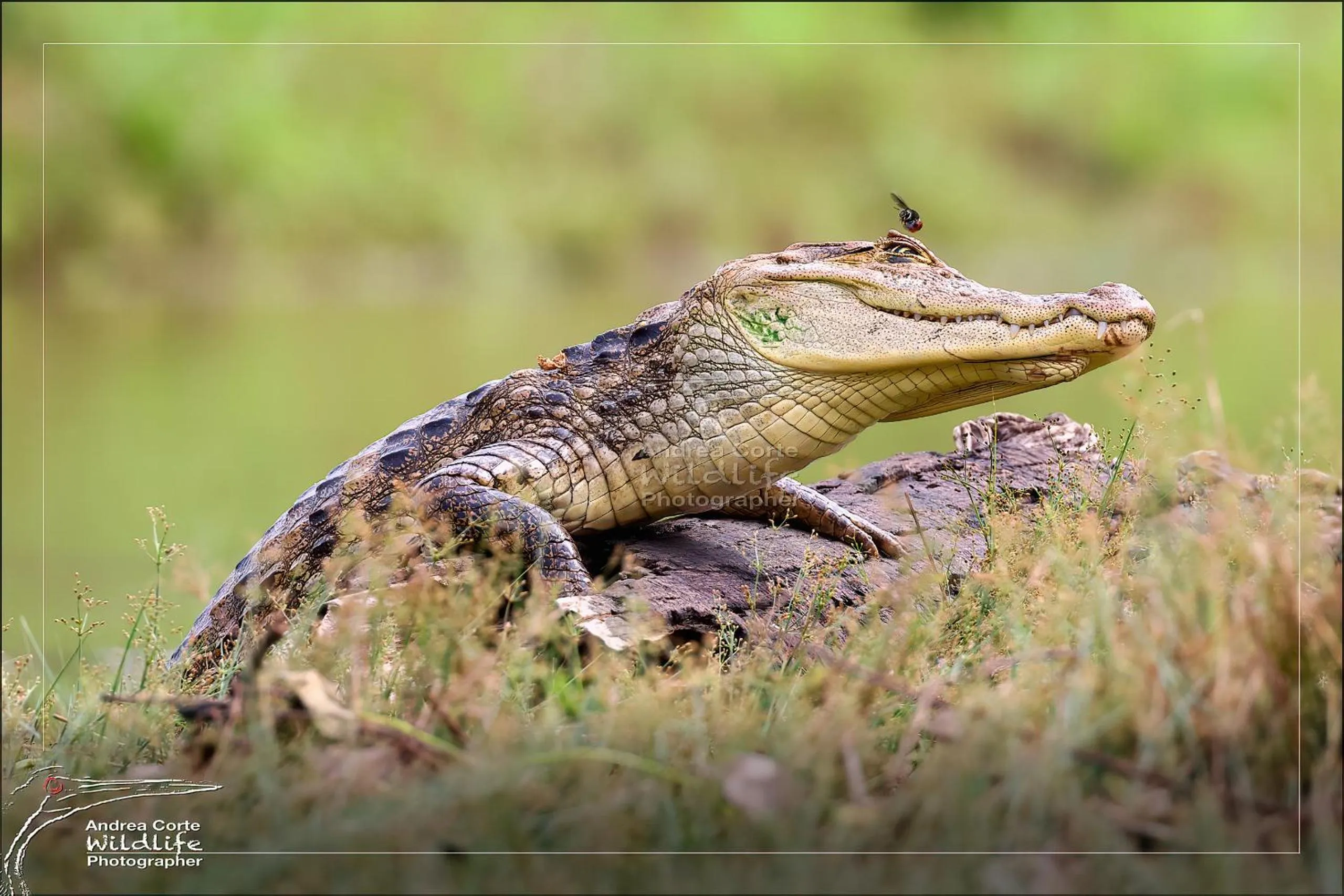 Activities in Hotel de Campo Caño Negro