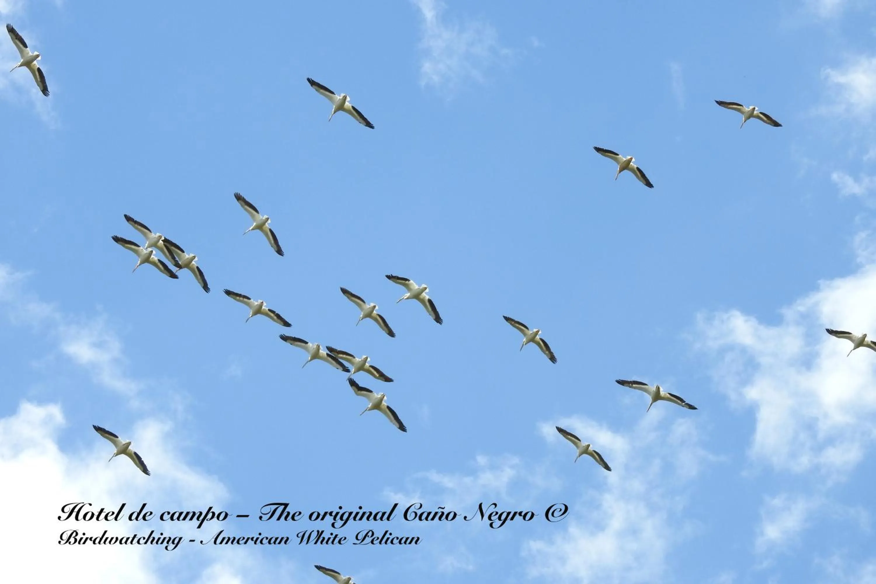 Animals in Hotel de Campo Caño Negro