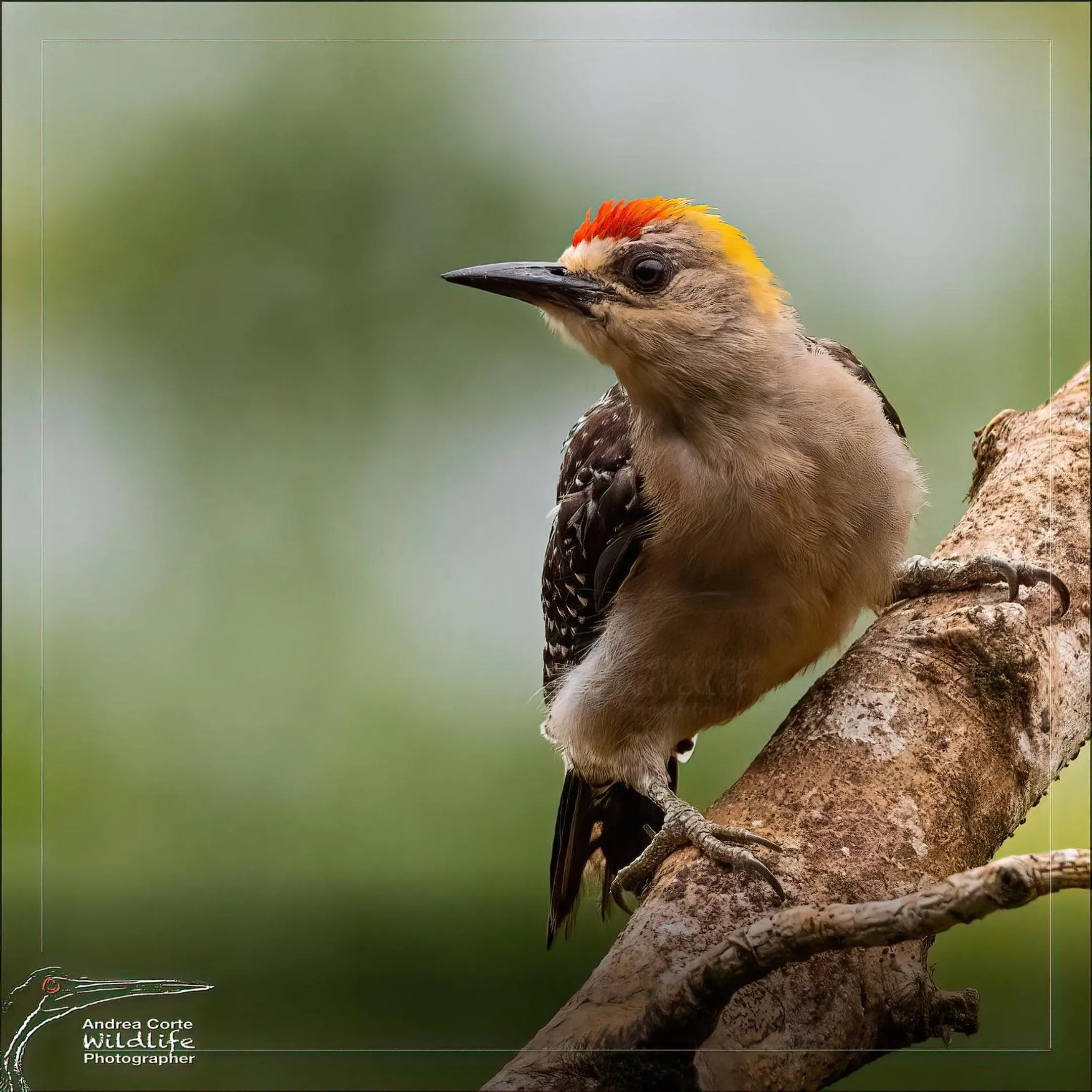 Activities in Hotel de Campo Caño Negro