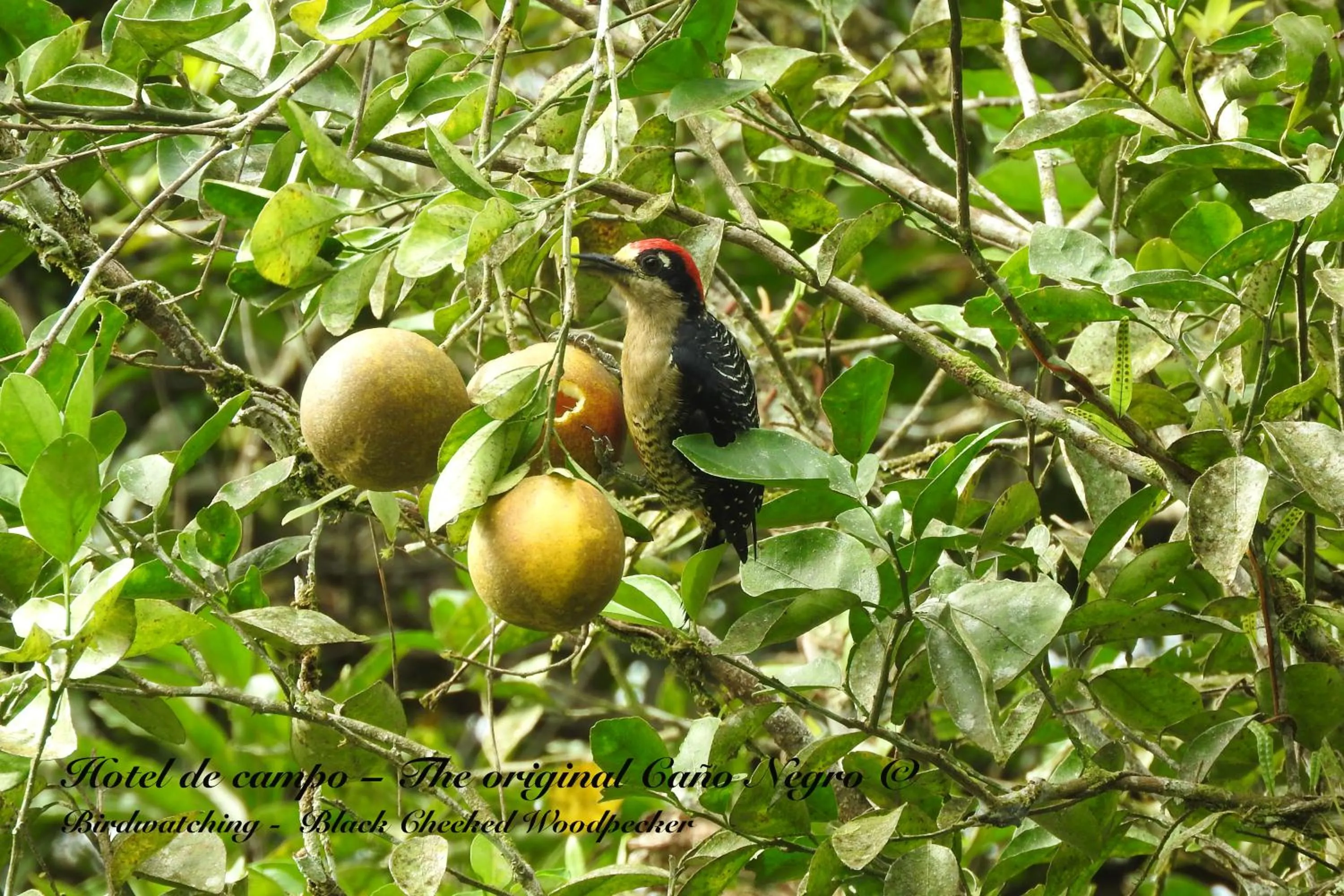 Animals in Hotel de Campo Caño Negro
