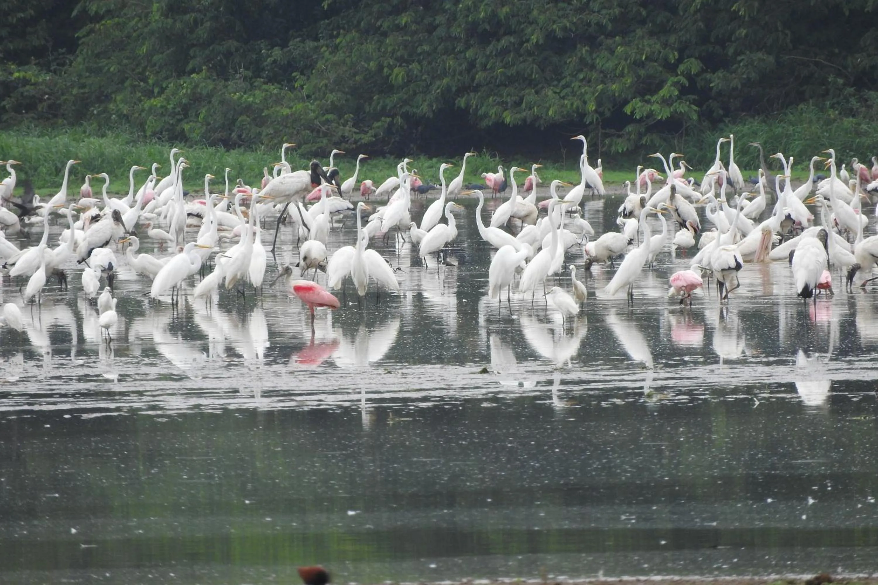 Activities in Hotel de Campo Caño Negro