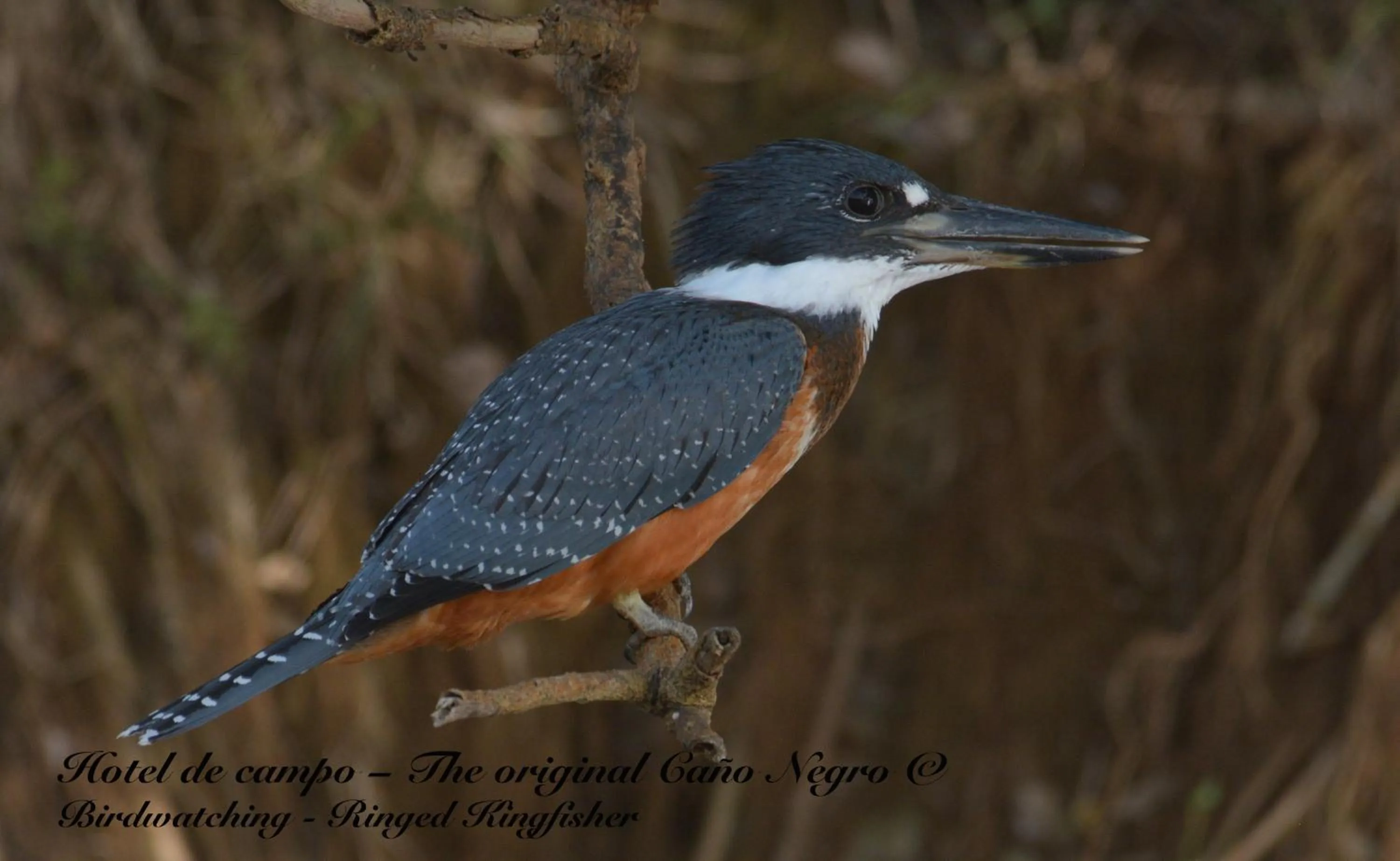 Animals in Hotel de Campo Caño Negro