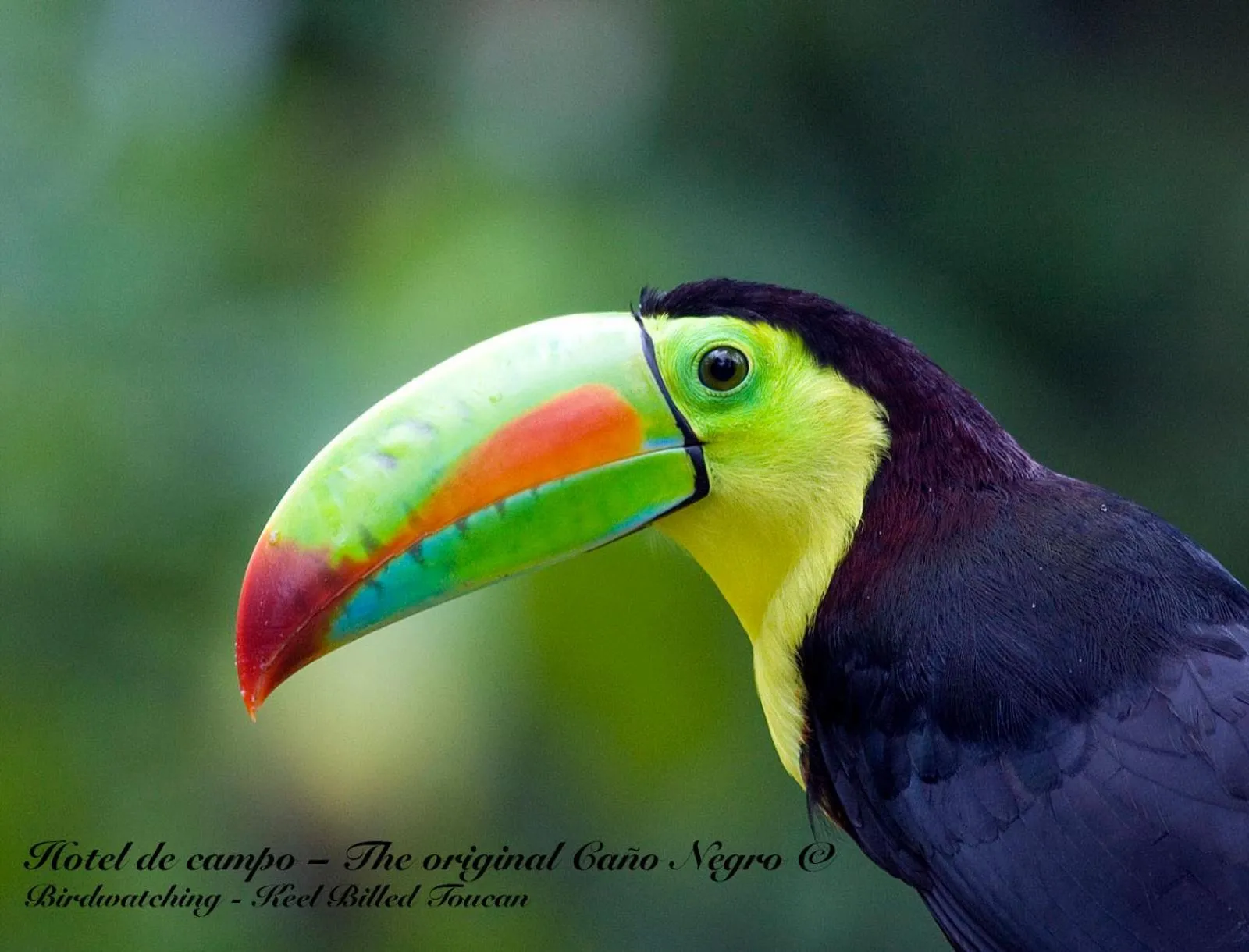 Animals in Hotel de Campo Caño Negro