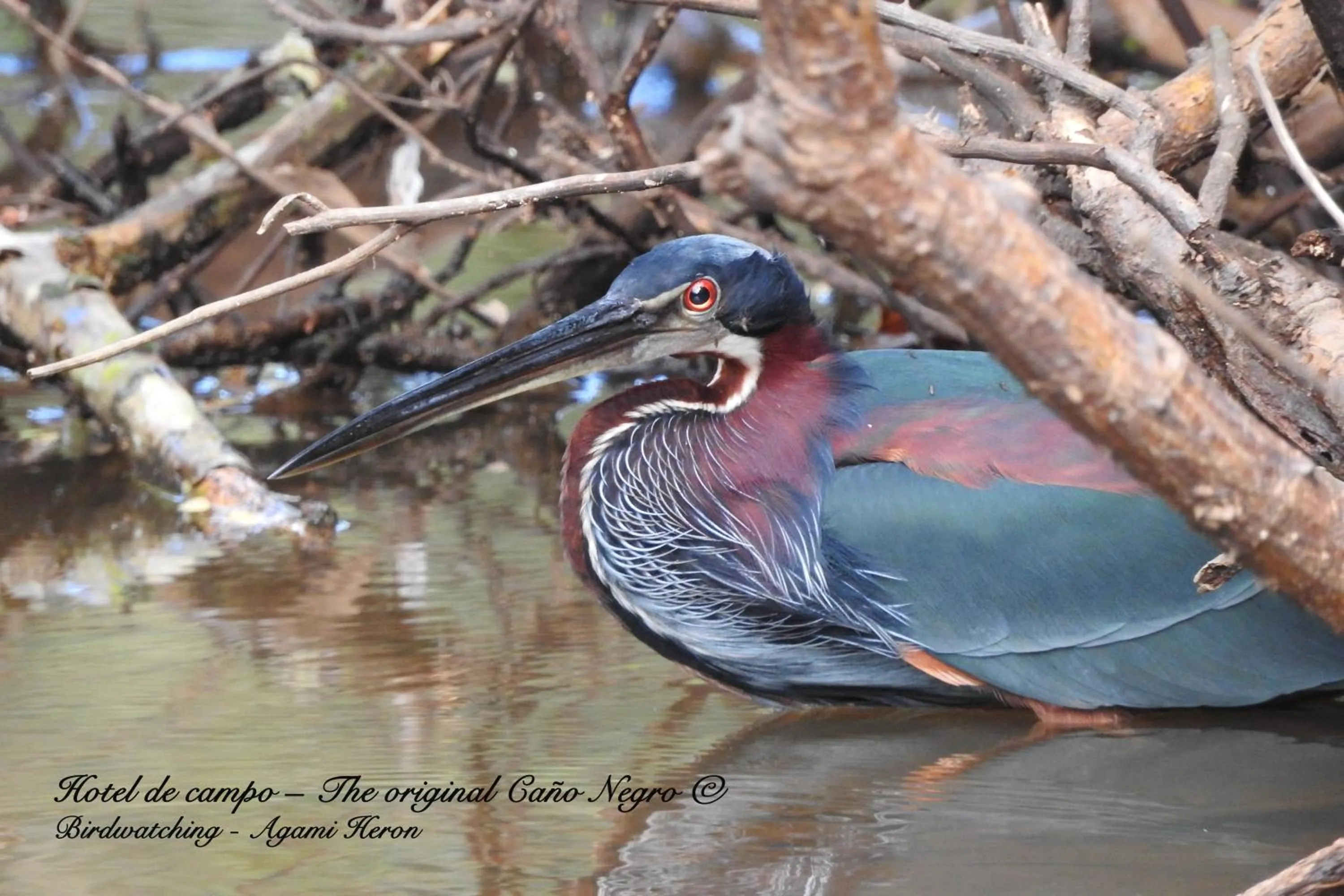 Animals in Hotel de Campo Caño Negro
