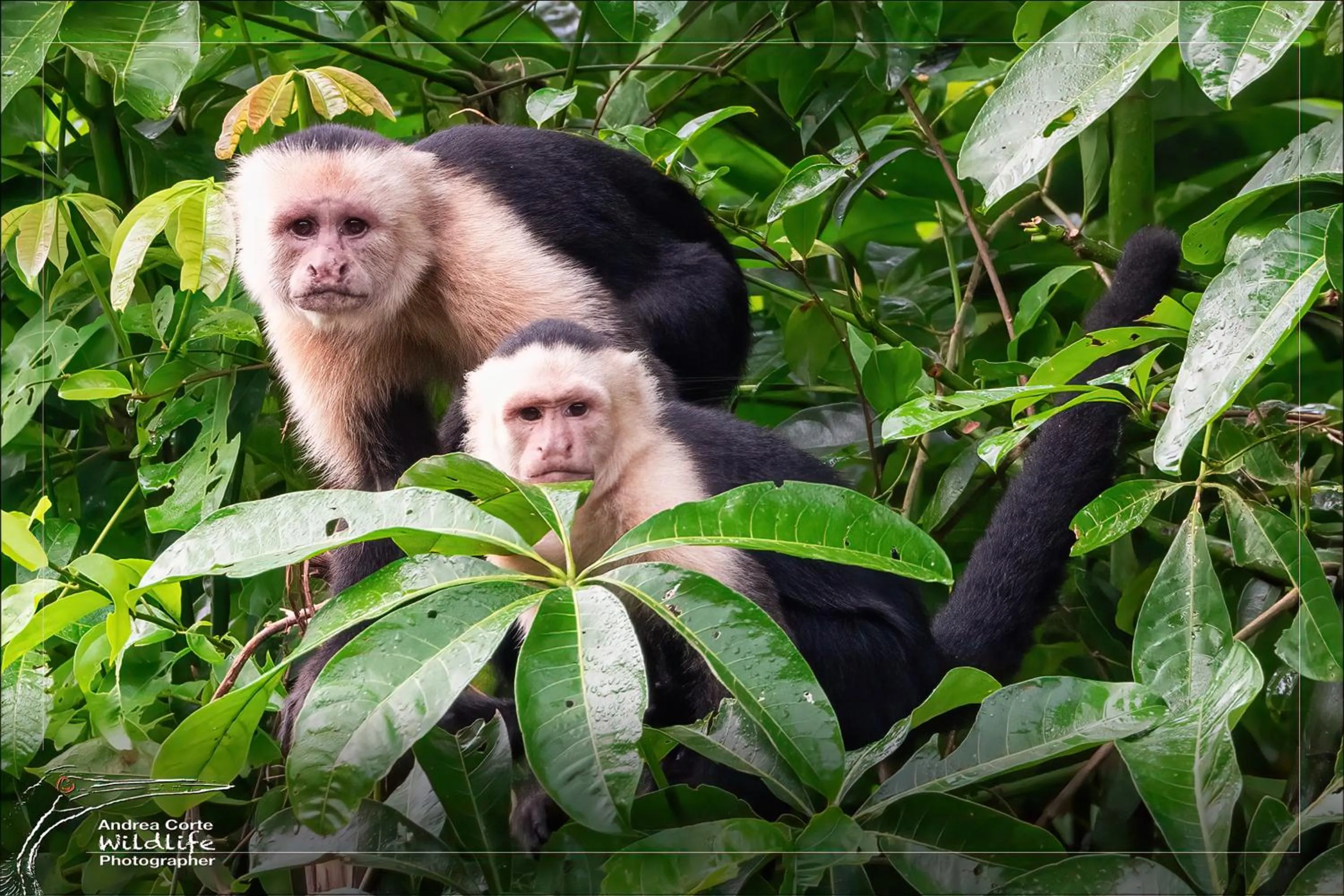 Natural landscape in Hotel de Campo Caño Negro