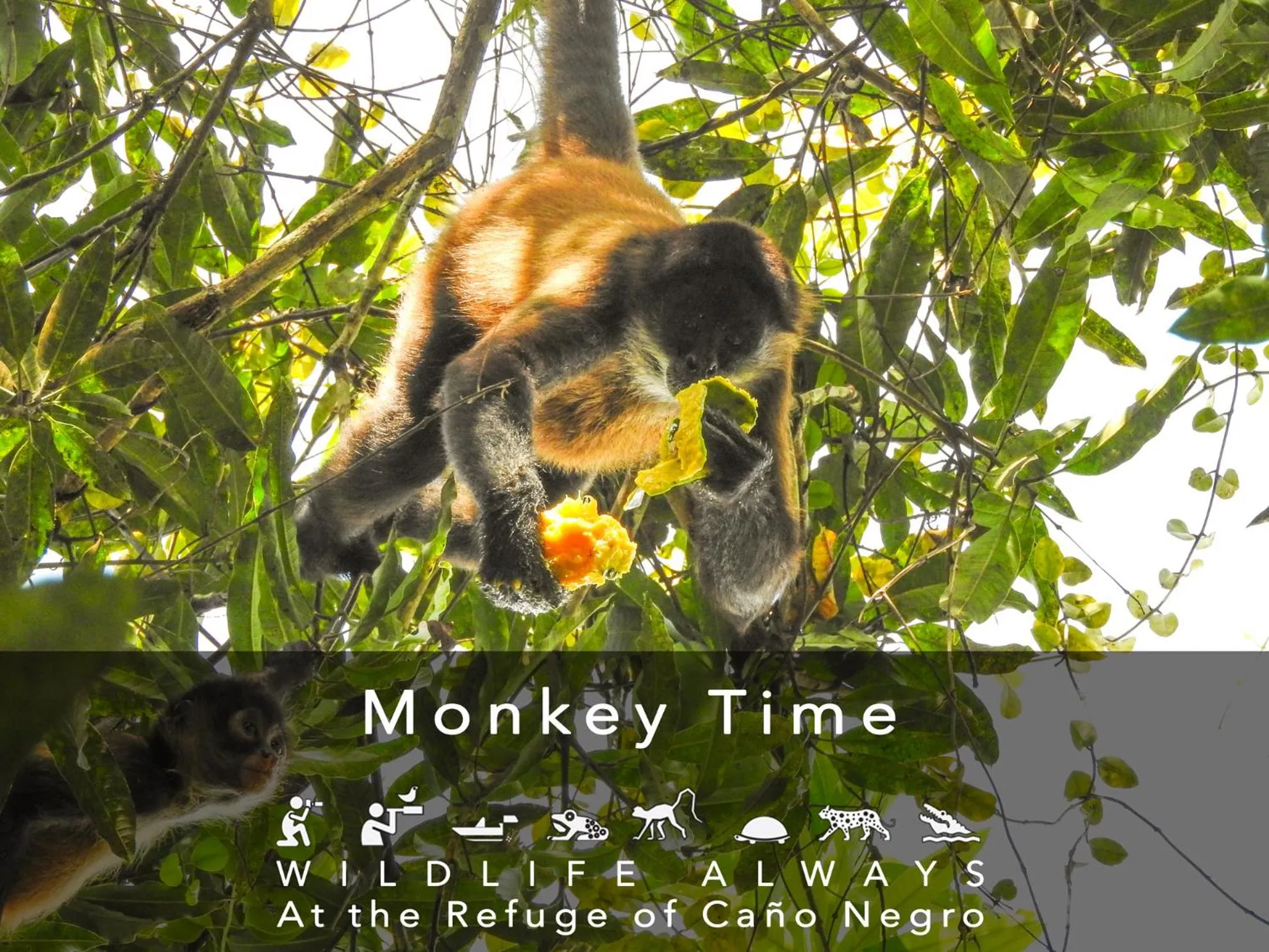 Activities in Hotel de Campo Caño Negro