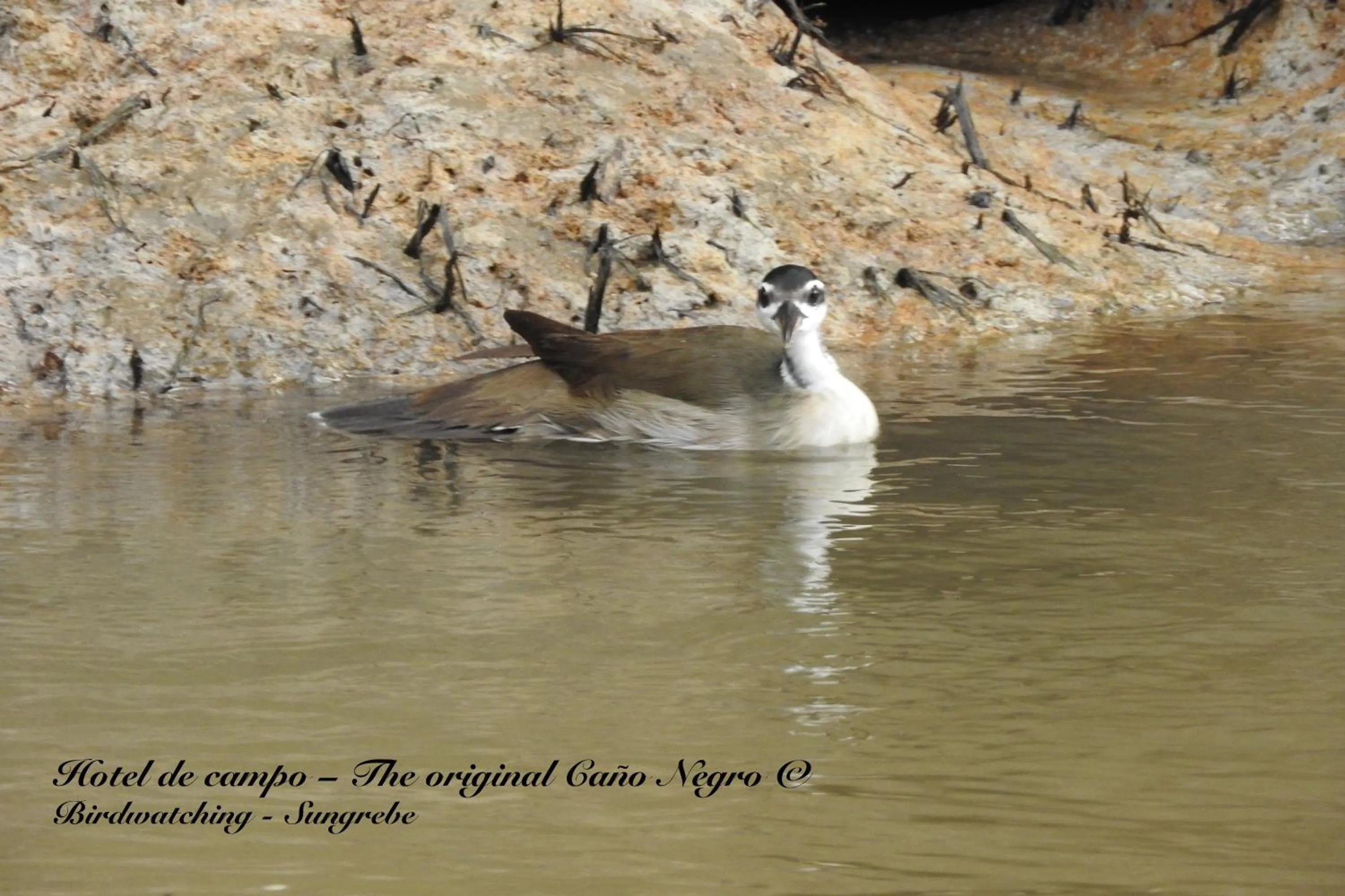 Animals in Hotel de Campo Caño Negro