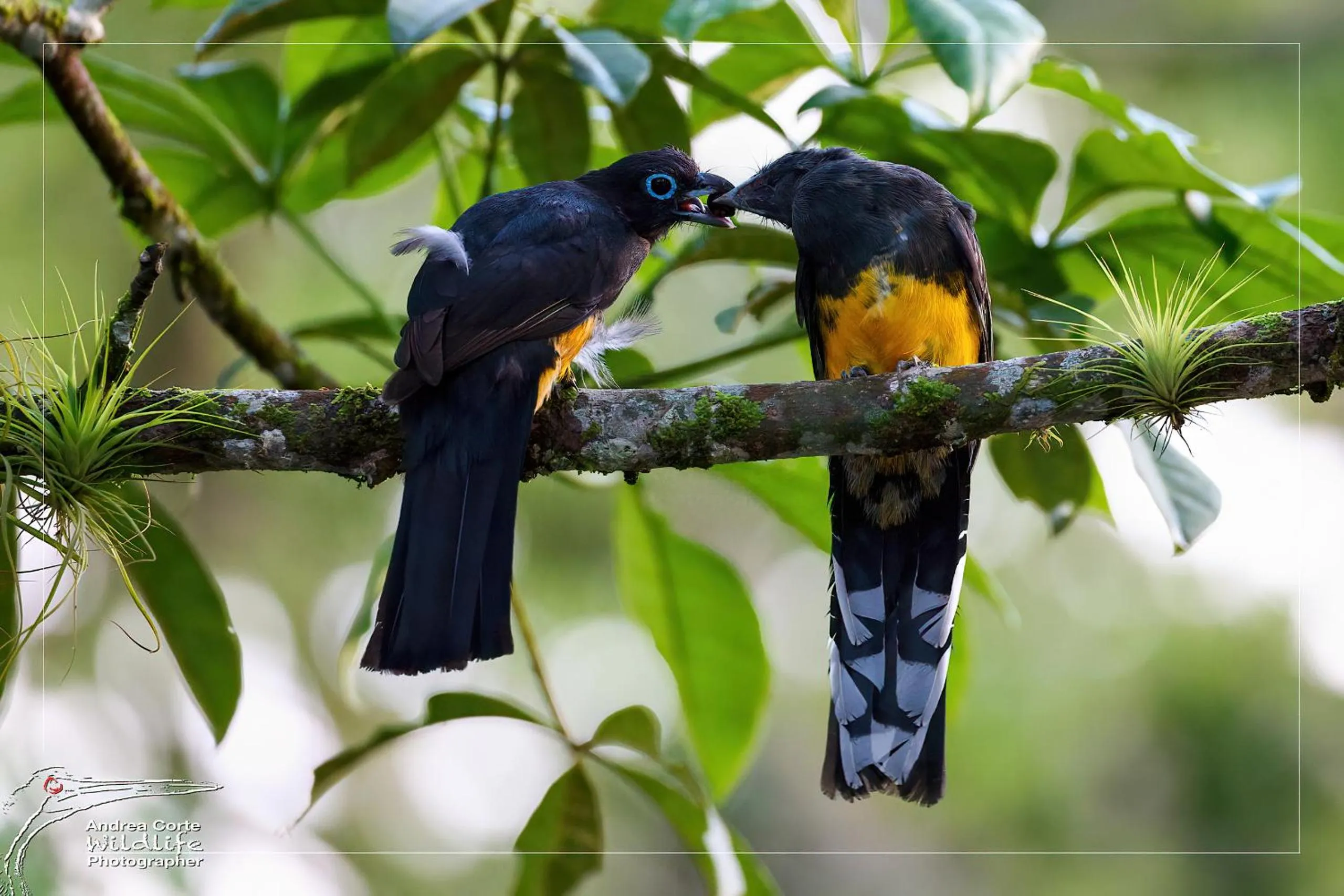 Activities in Hotel de Campo Caño Negro