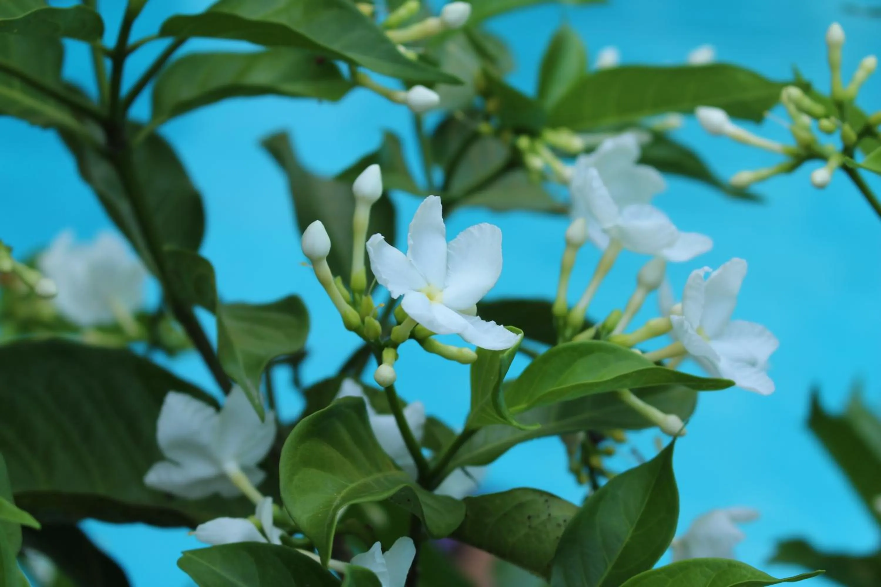 Summer in Phuc Thao Villa