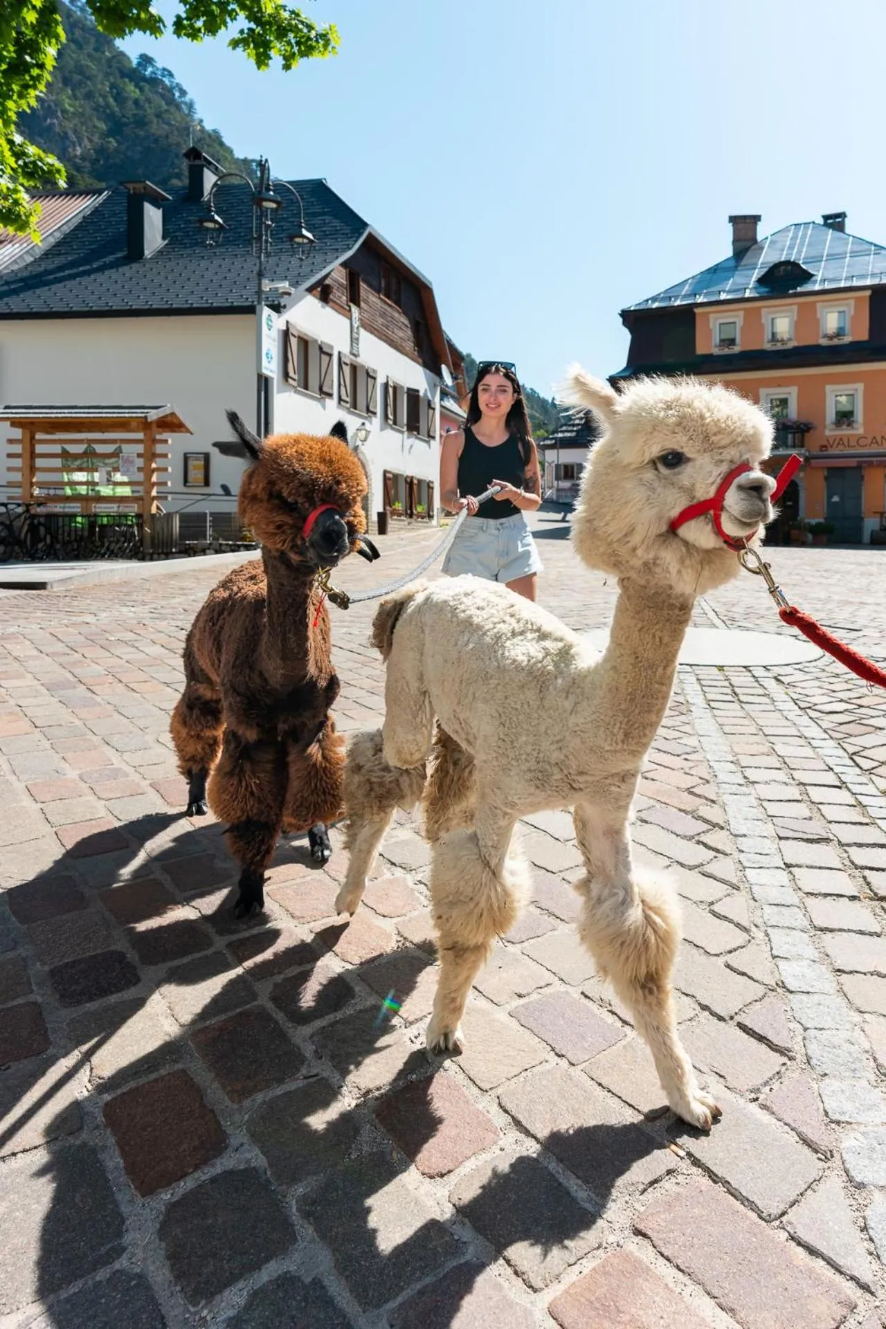 Animals in Hammerack Hotel, SPA & Wellness