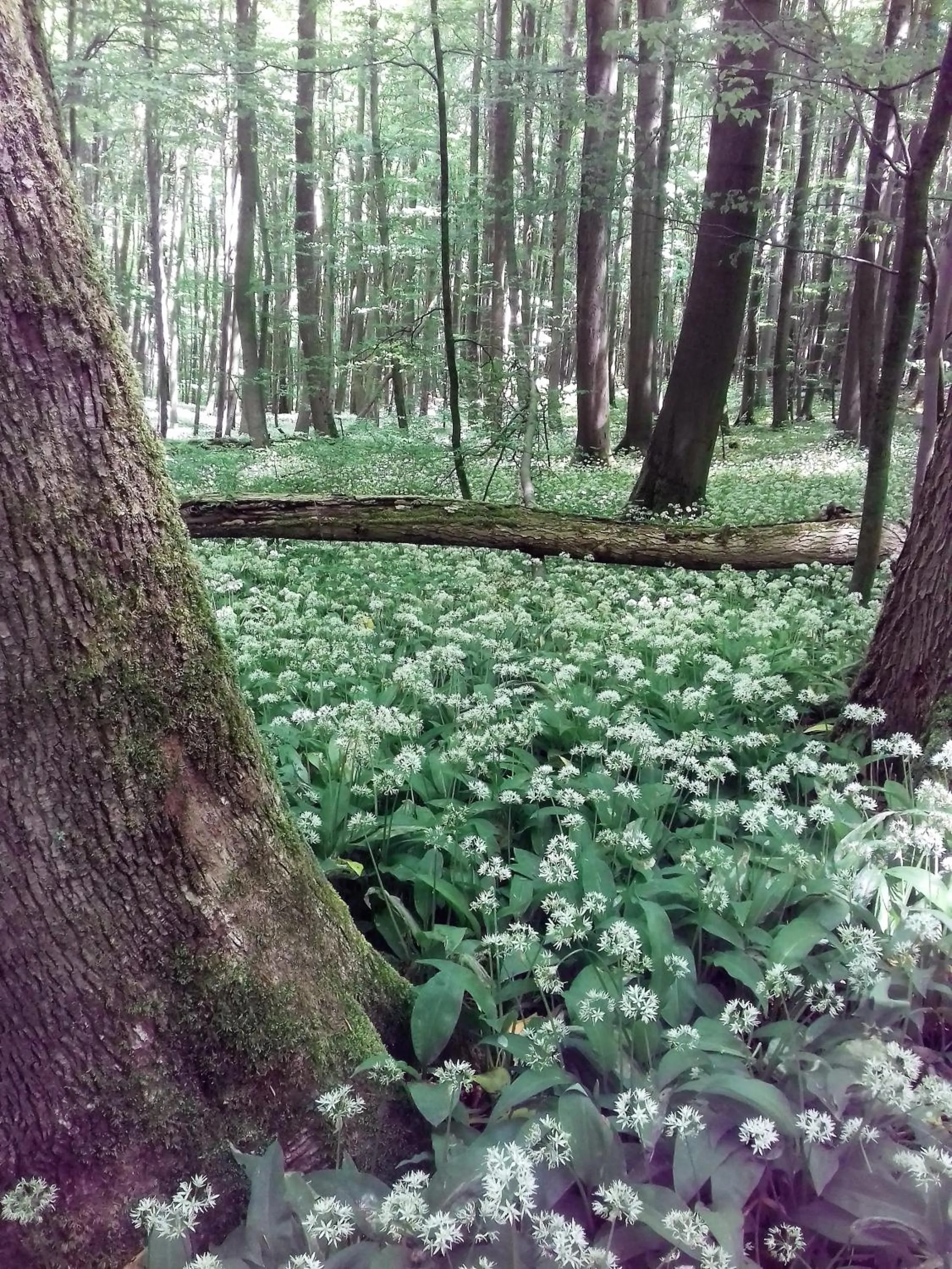 Nearby landmark in Hotel Bad Langensalza Eichenhof