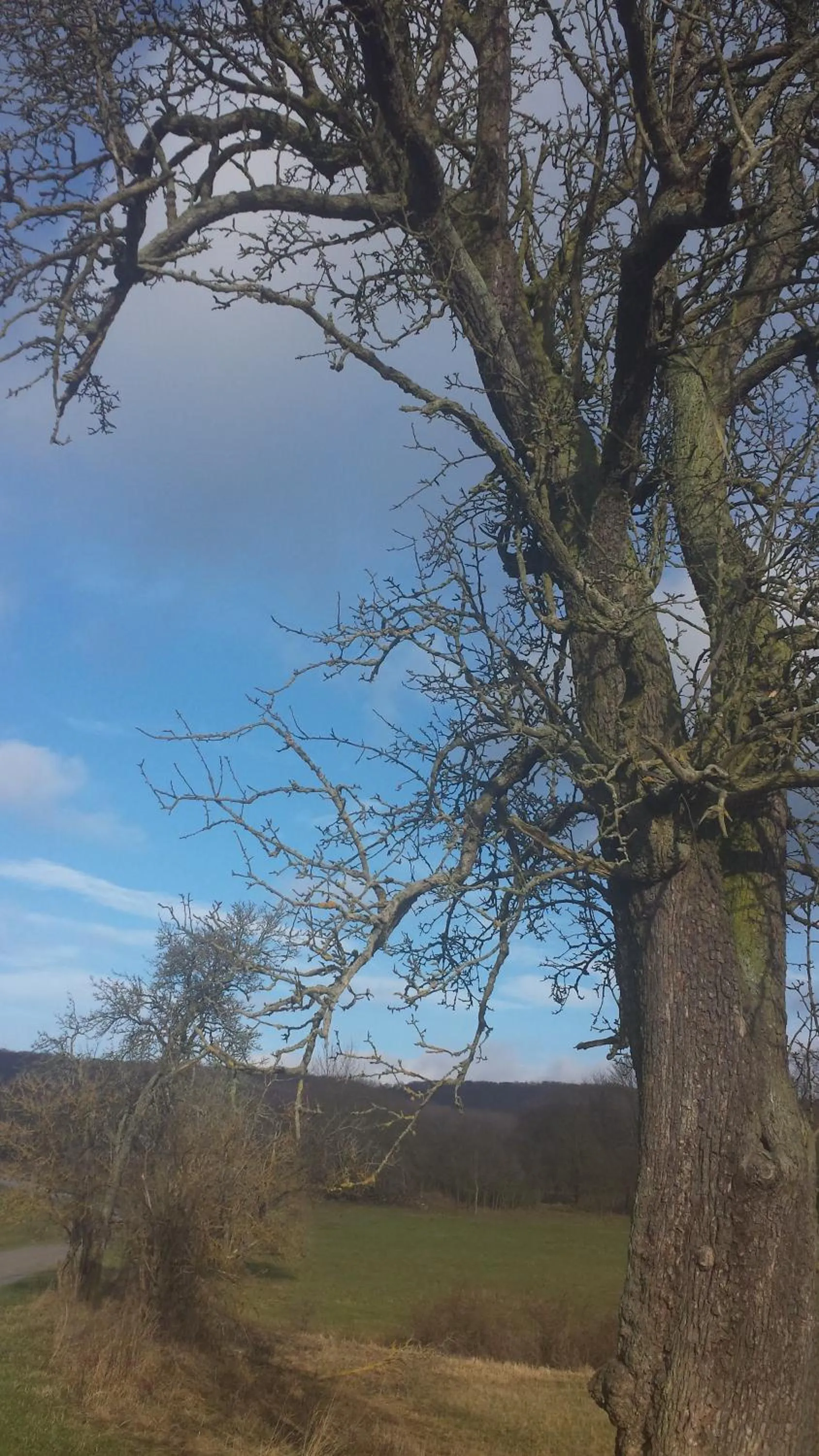 Natural landscape in Hotel Bad Langensalza Eichenhof