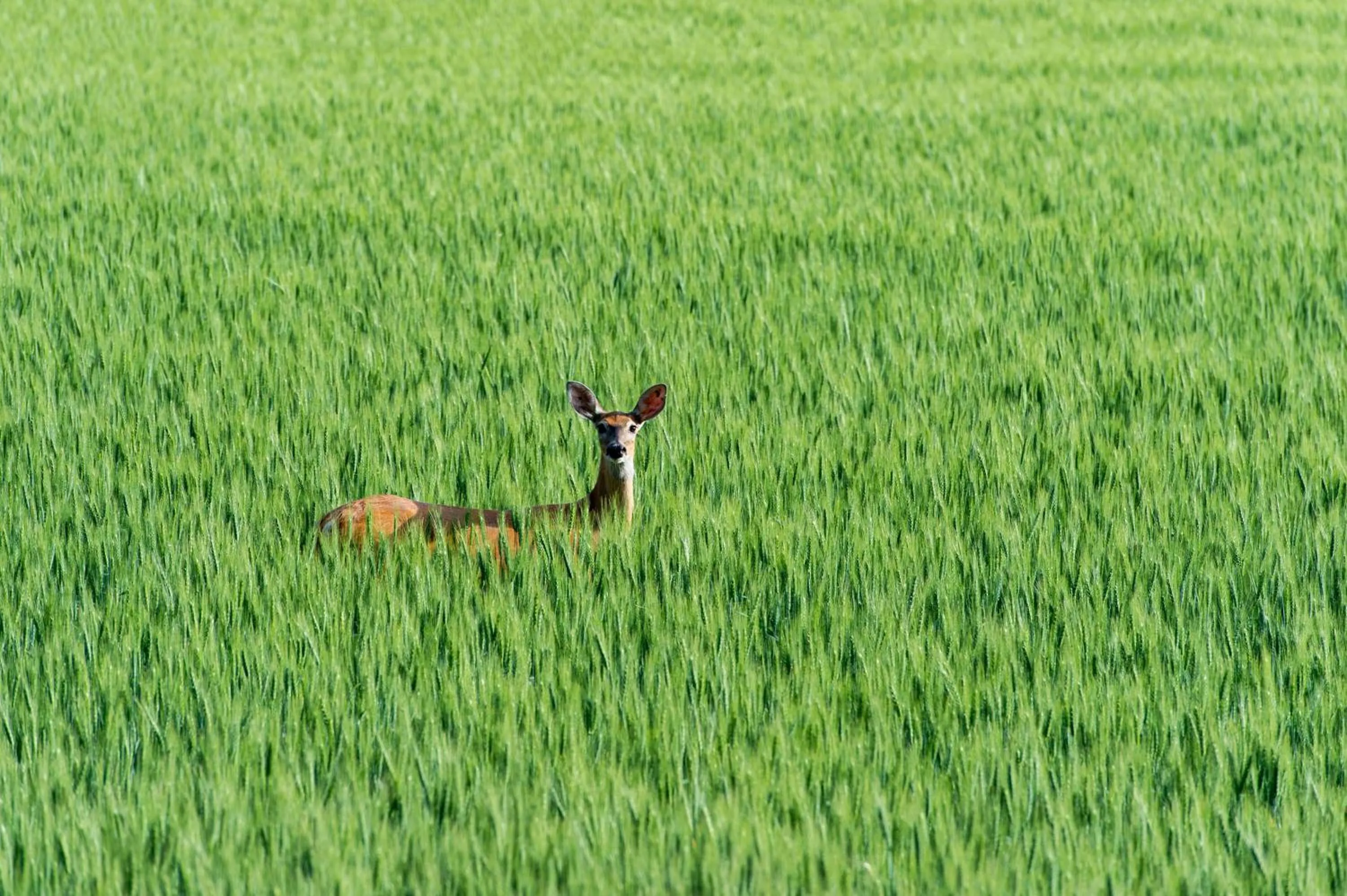 Natural landscape in Hotel Hardware