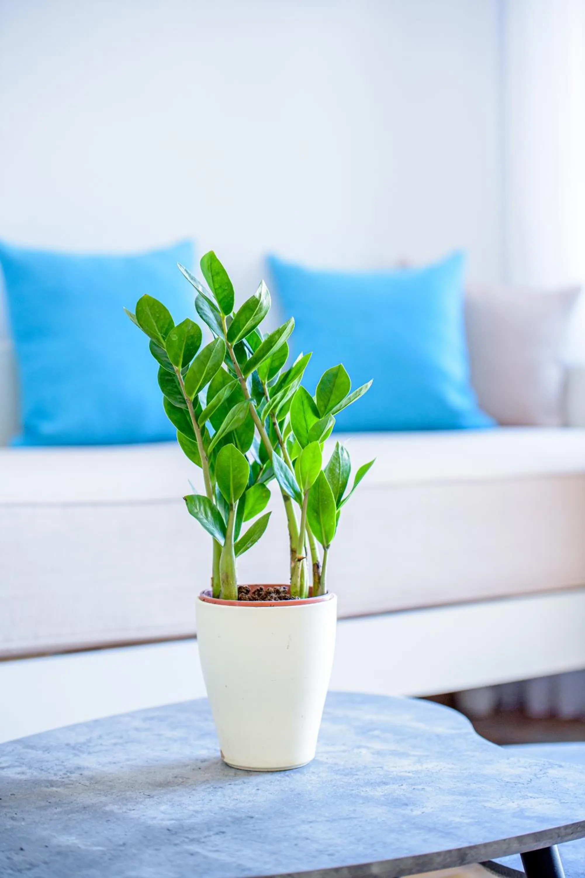 Decorative detail in En Plo Boutique Suites