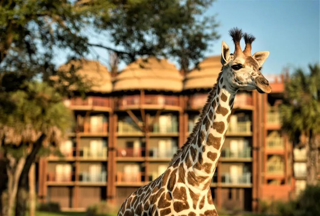 Disney's Animal Kingdom Lodge