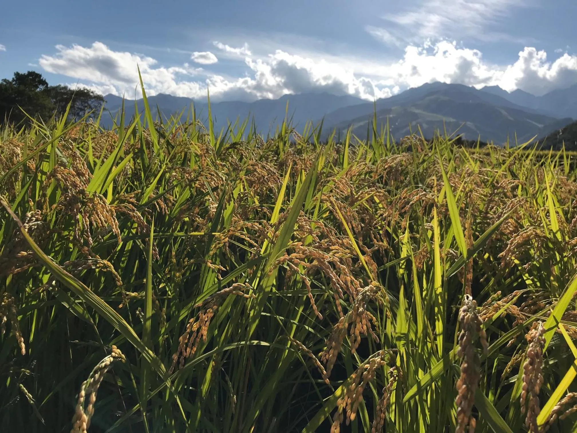 Off site in Community House Tyrolien