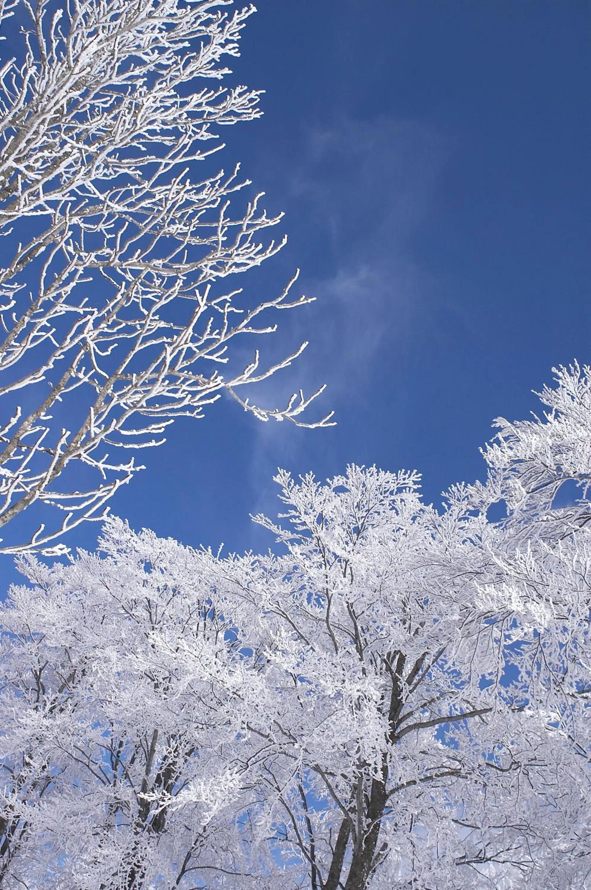 Winter in Community House Tyrolien