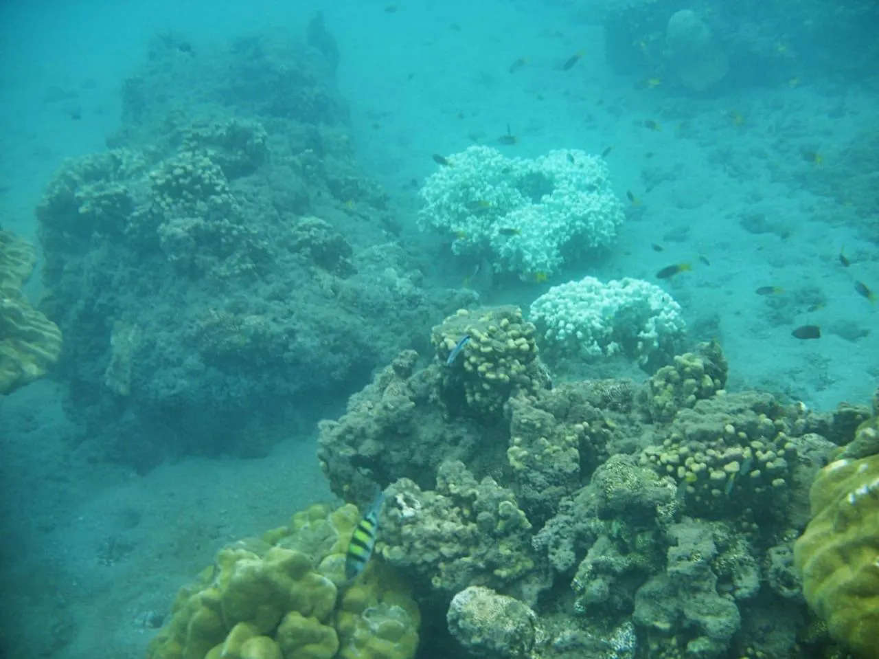 Giman Free Beach Resort Pasikuda