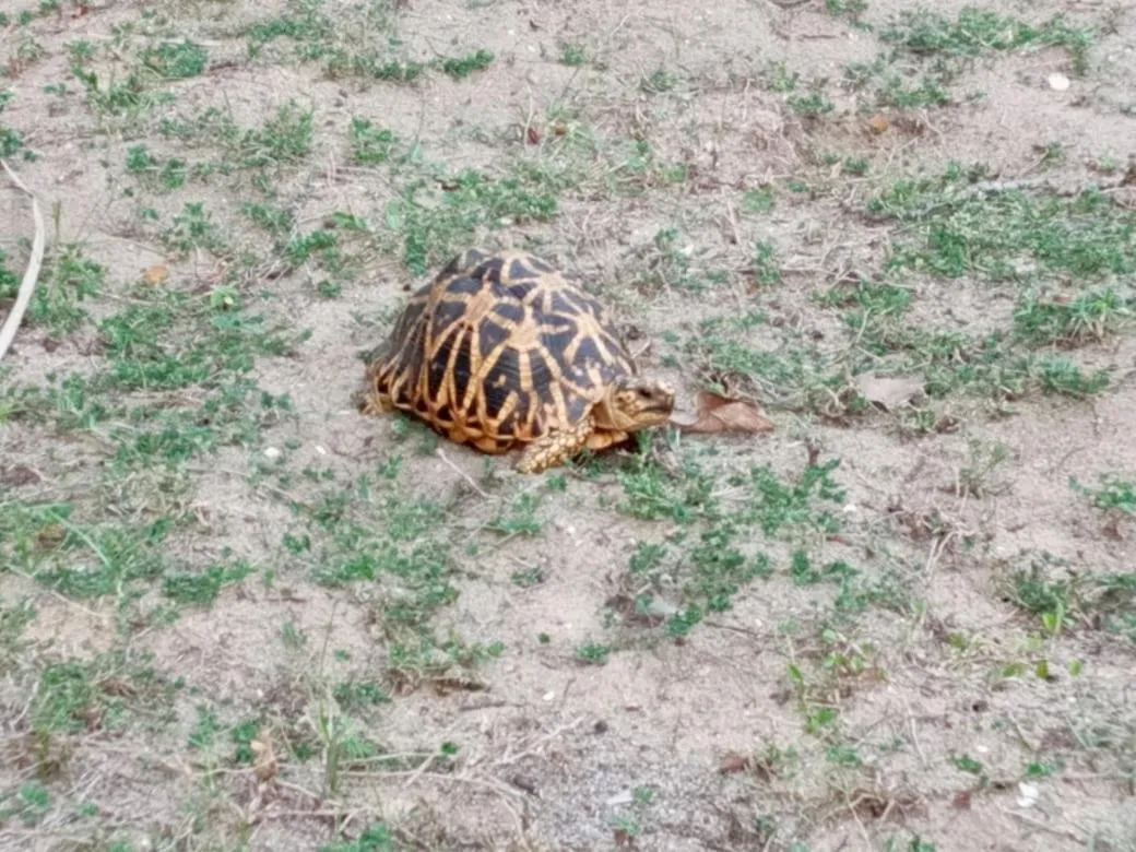 Giman Free Beach Resort Pasikuda